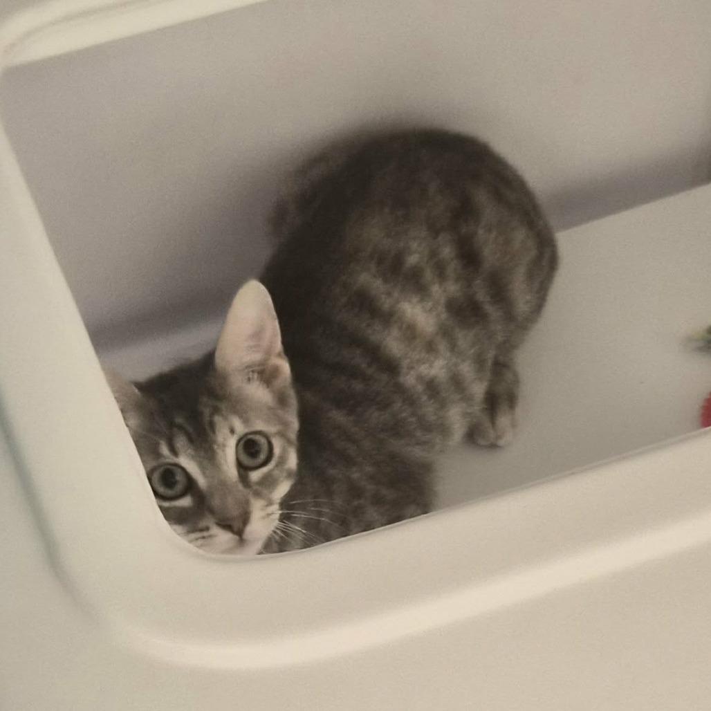 Enlarge Joansey, a Adoptable Domestic Short Hair in Las Cruces, NM image 2/5