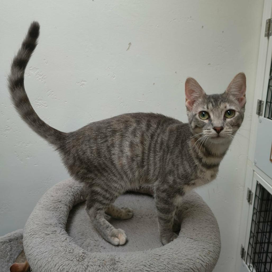 Enlarge Joansey, a Adoptable Domestic Short Hair in Las Cruces, NM image 3/5
