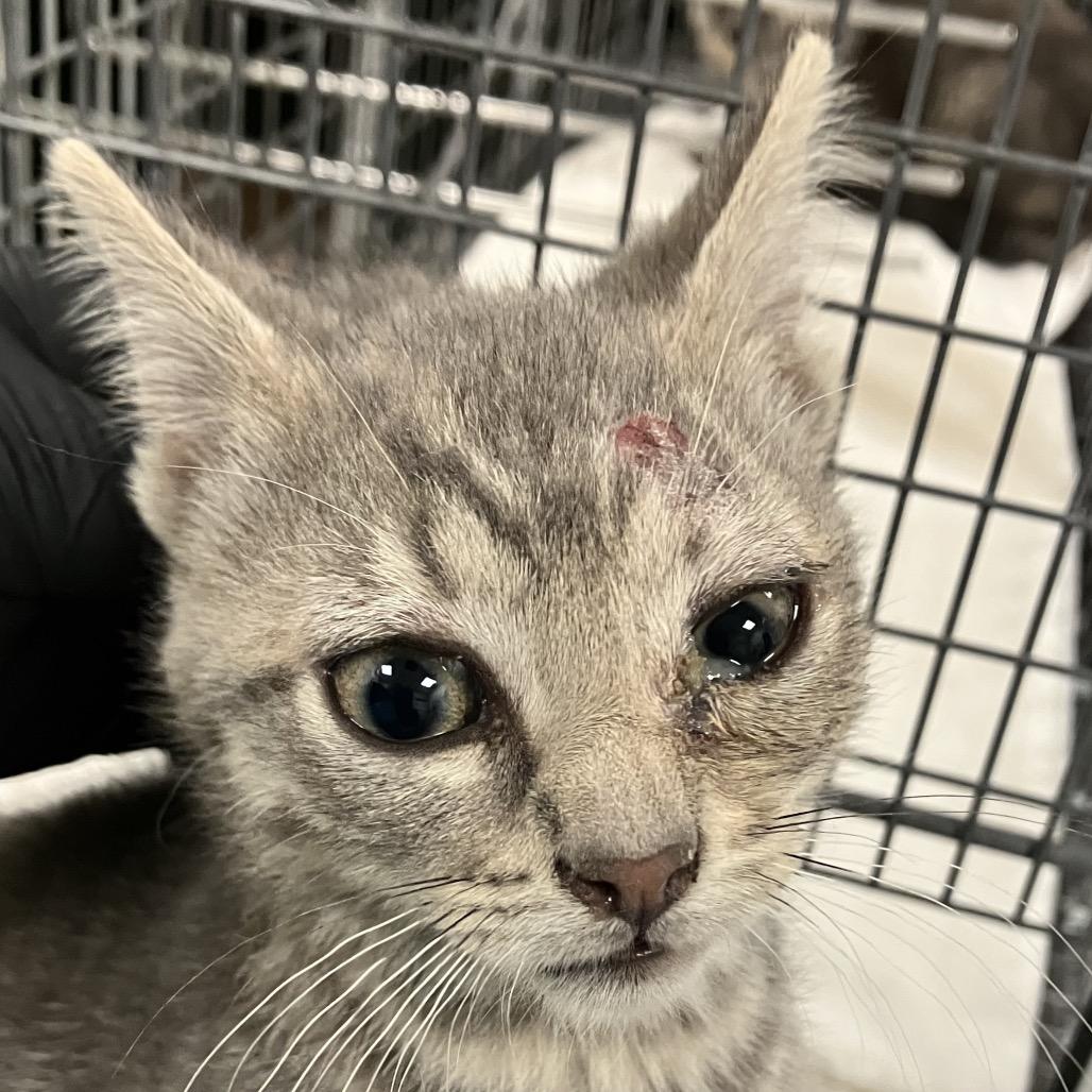 Enlarge Joansey, a Adoptable Domestic Short Hair in Las Cruces, NM image 4/5