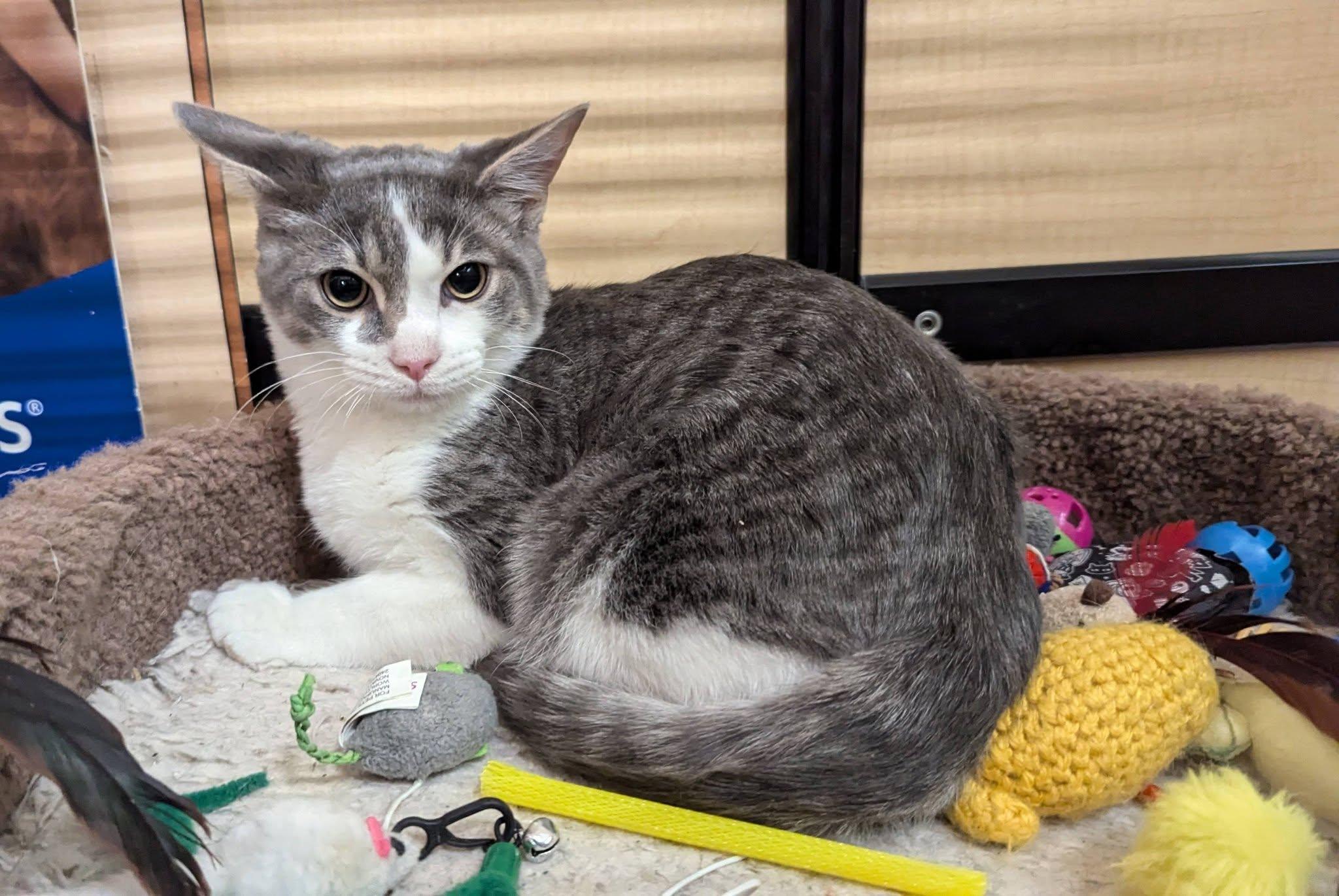Frost, adopted, Kitten Male Tabby & Domestic Short Hair.