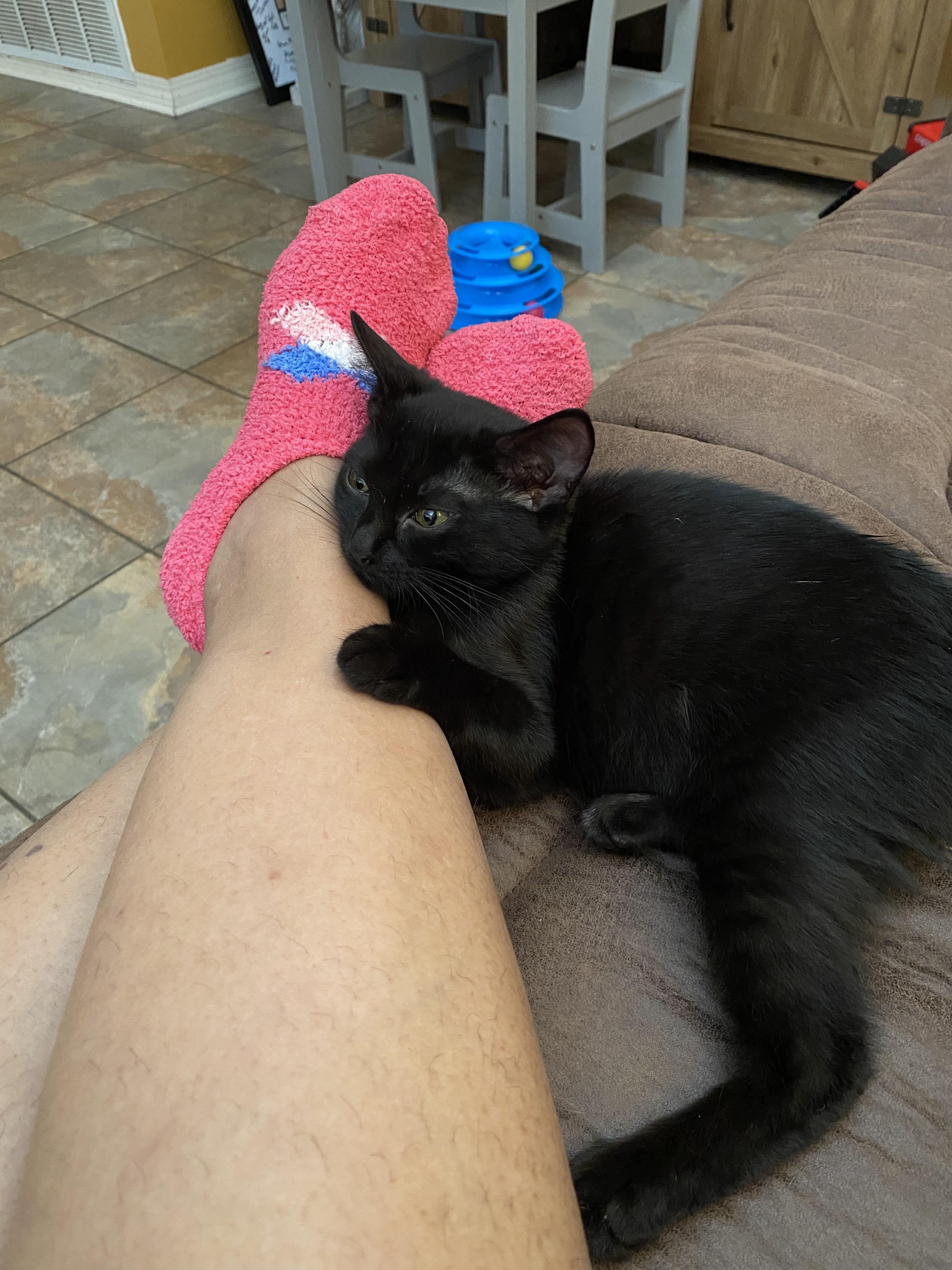 Spirit, Adoptable, Kitten Male Domestic Medium Hair.