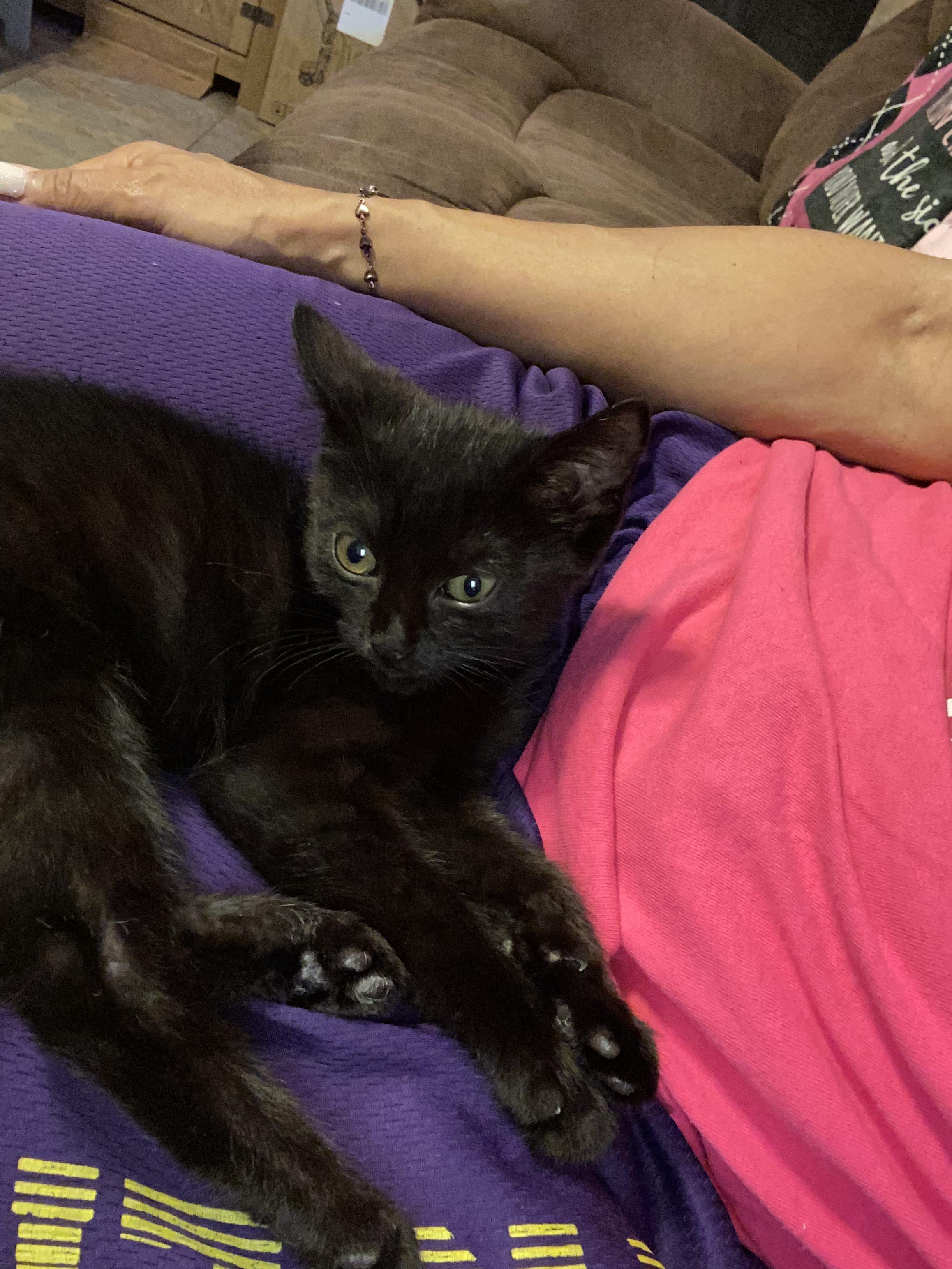 Enlarge Spirit, a Adoptable mixed breed in Metairie, LA image 3/6