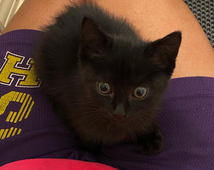 Enlarge Spirit, a Adoptable mixed breed in Metairie, LA image 5/6