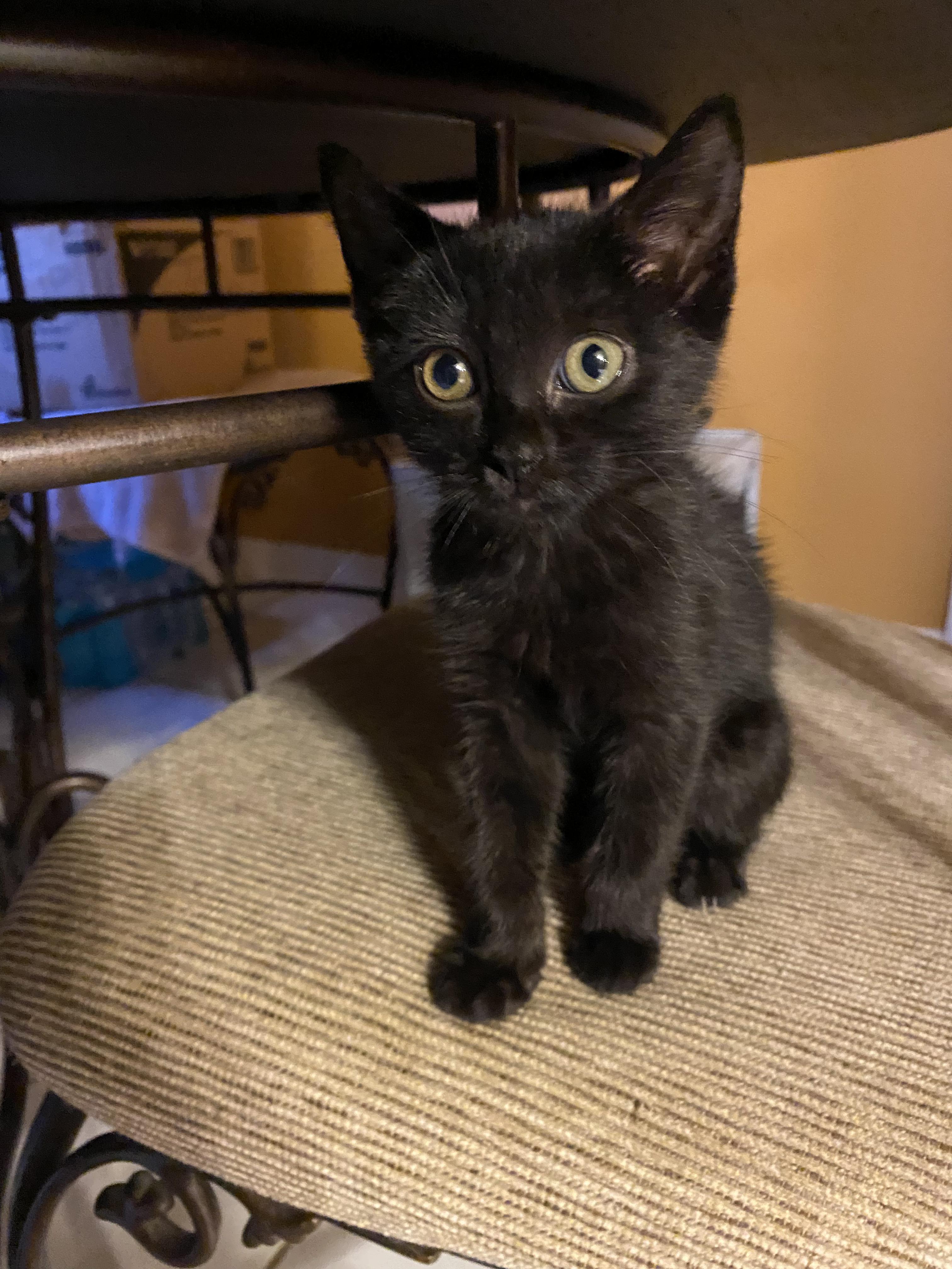 Enlarge Spirit, a Adoptable mixed breed in Metairie, LA image 2/6