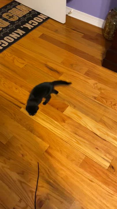 Enlarge Spirit, a Adoptable mixed breed in Metairie, LA video 4/6