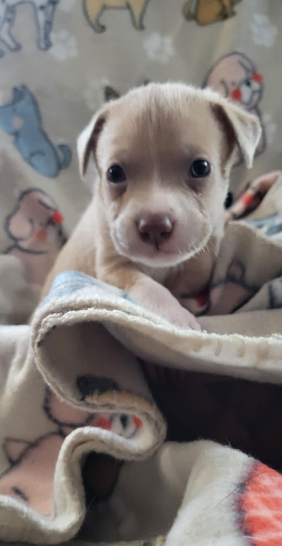 Mystic, Adoptable, Puppy Male Pit Bull Terrier.