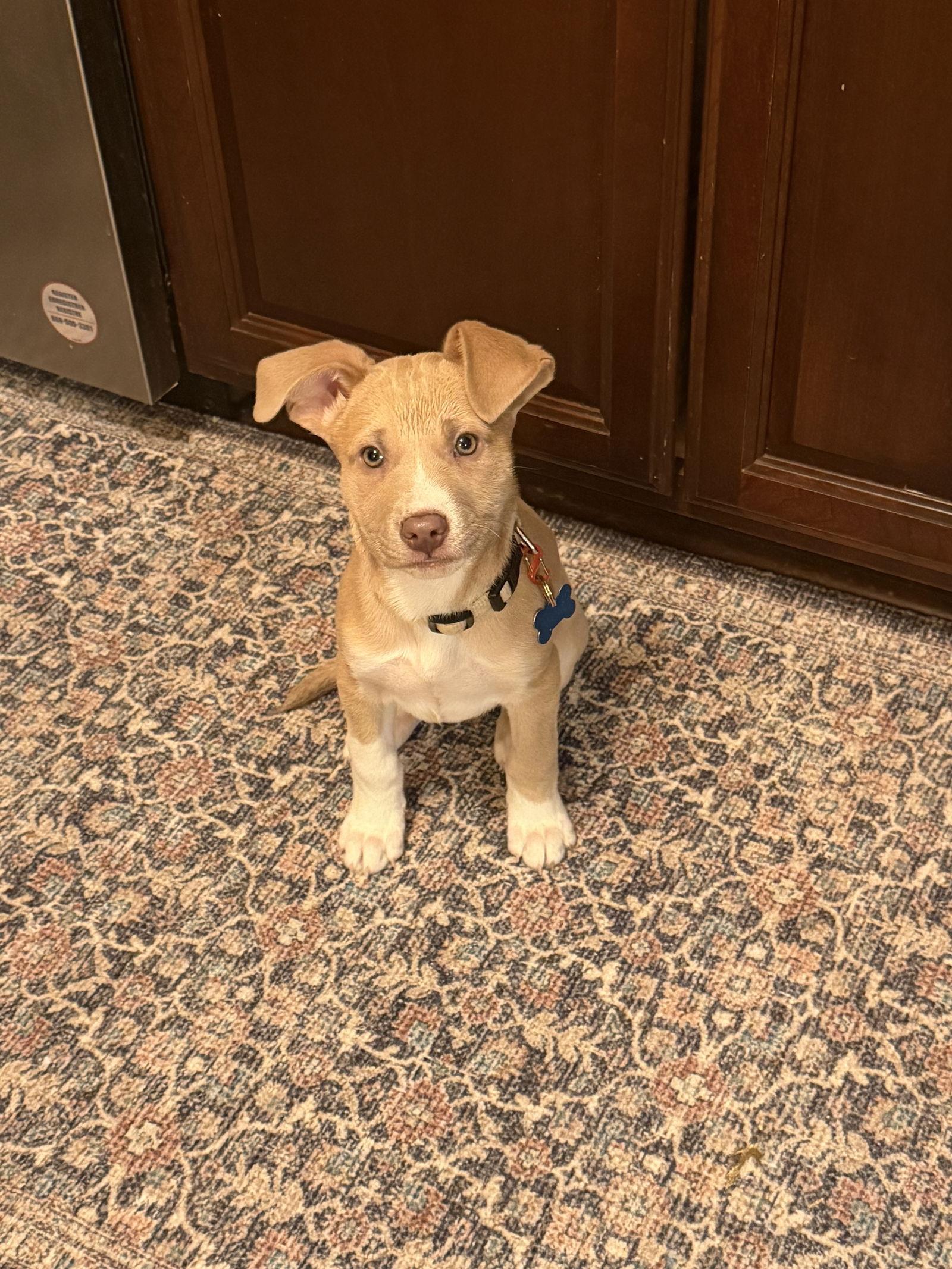 Mystic, Adoptable, Puppy Male Australian Cattle Dog / Blue Heeler.
