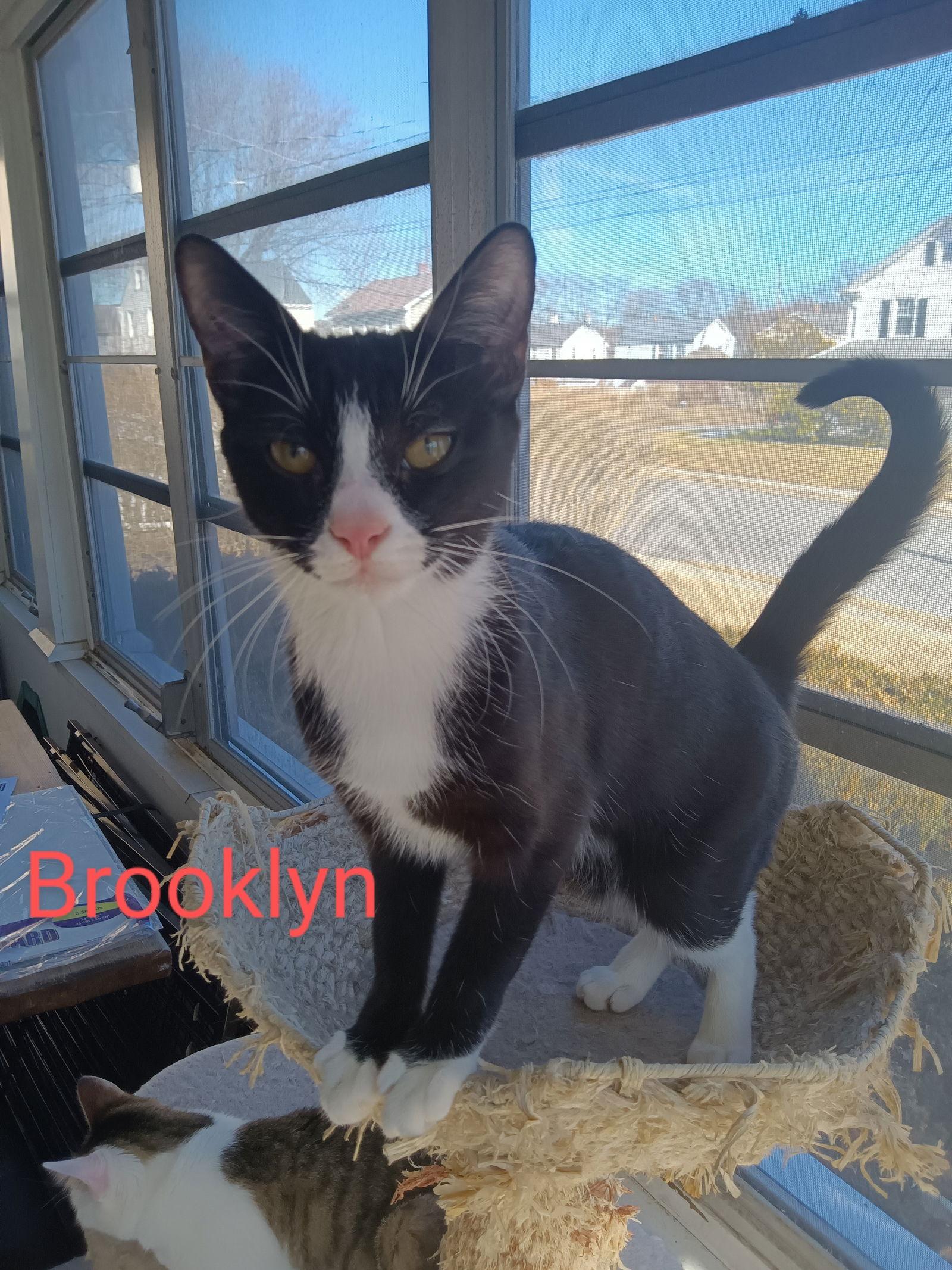 Enlarge Brooklyn, a Adopted Domestic Short Hair in Naugatuck, CT image 1/3