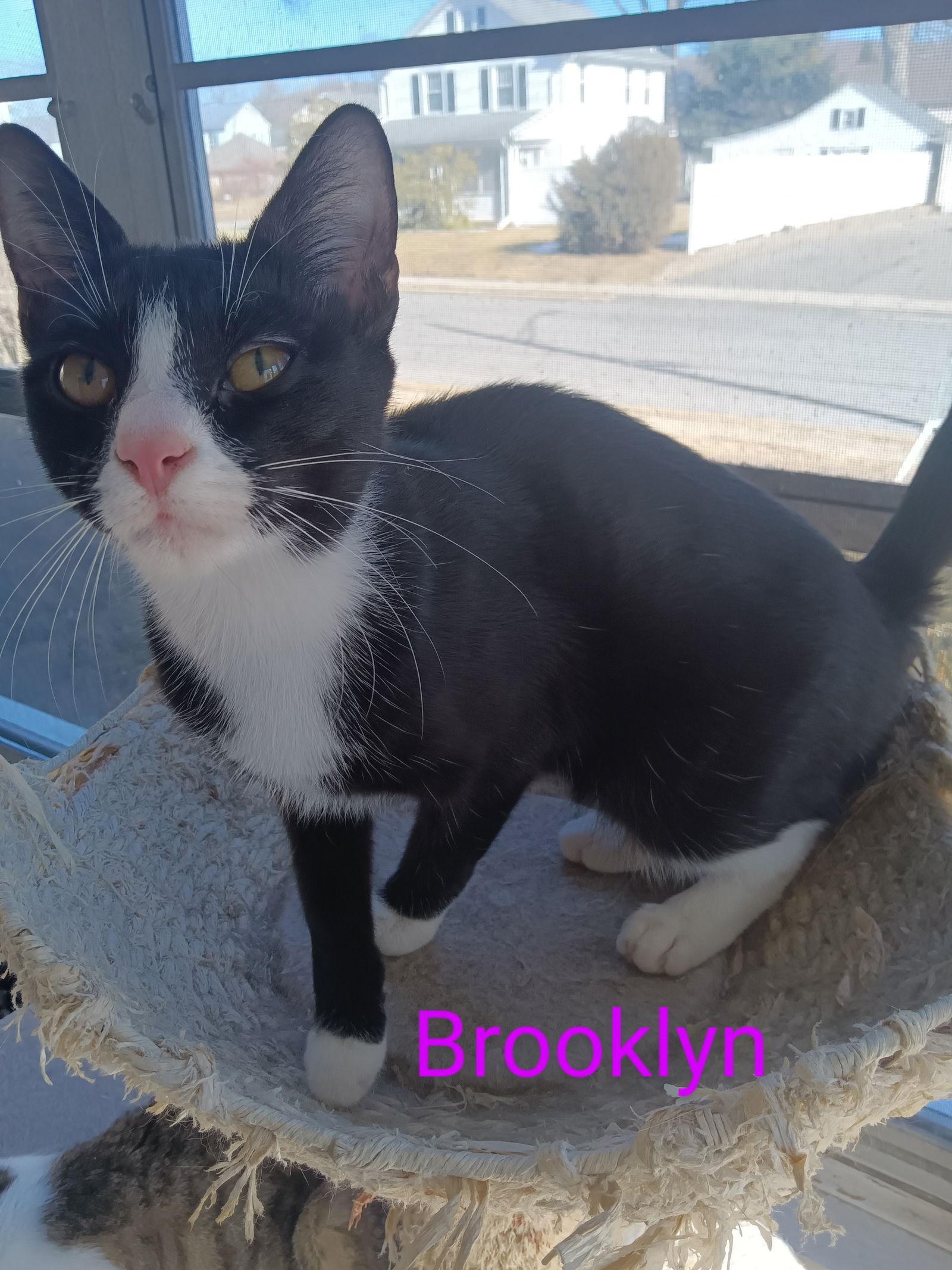 Brooklyn, Adopted, Kitten Female Domestic Short Hair.