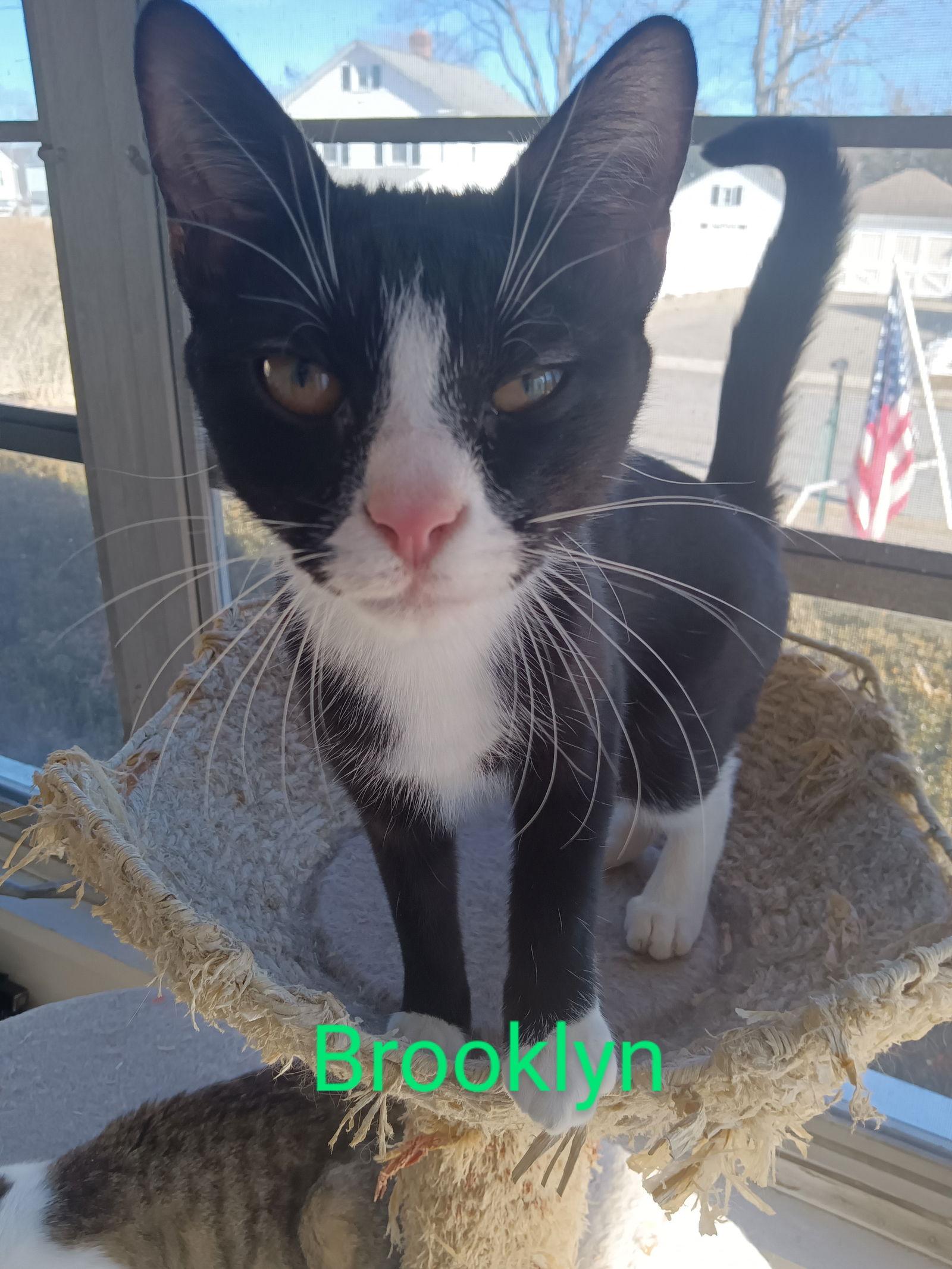 Enlarge Brooklyn, a Adopted Domestic Short Hair in Naugatuck, CT image 3/3
