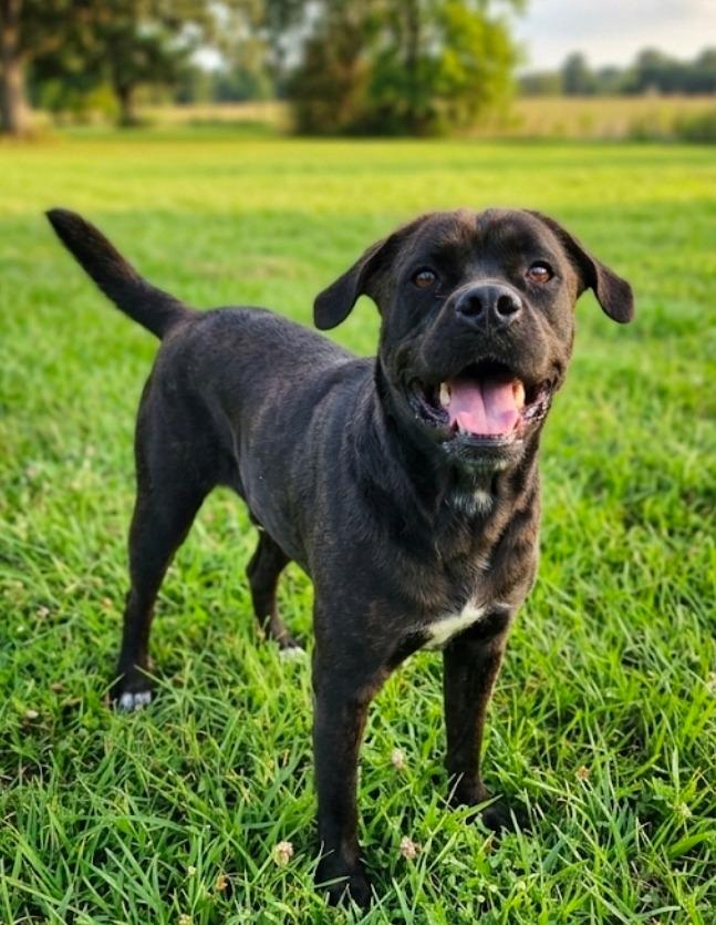 Dreamfyre, Adoptable, Adult Female Mastiff & Mixed Breed.