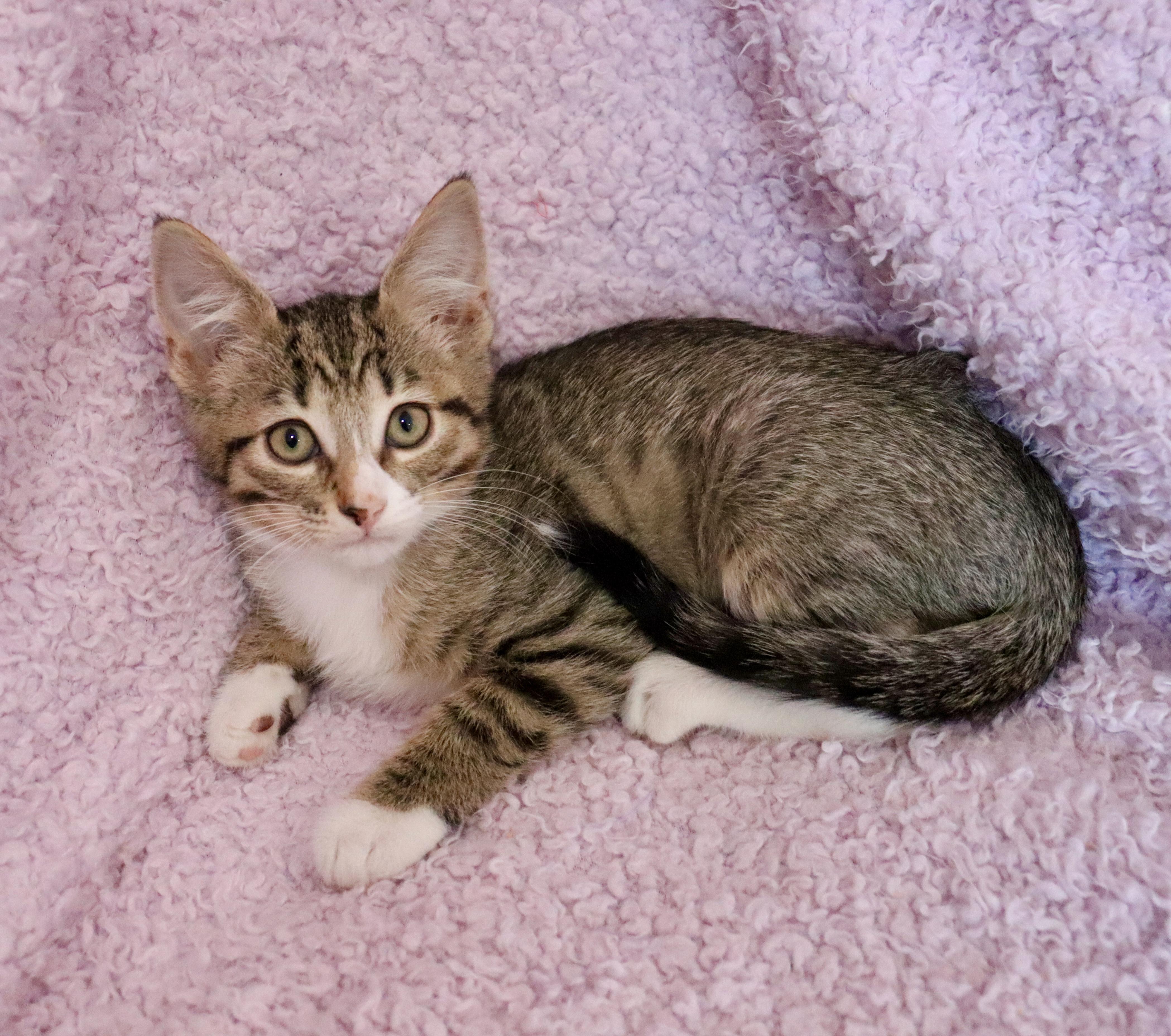 Wren, an adoptable mixed breed in Saint Augustine, FL image 4/6