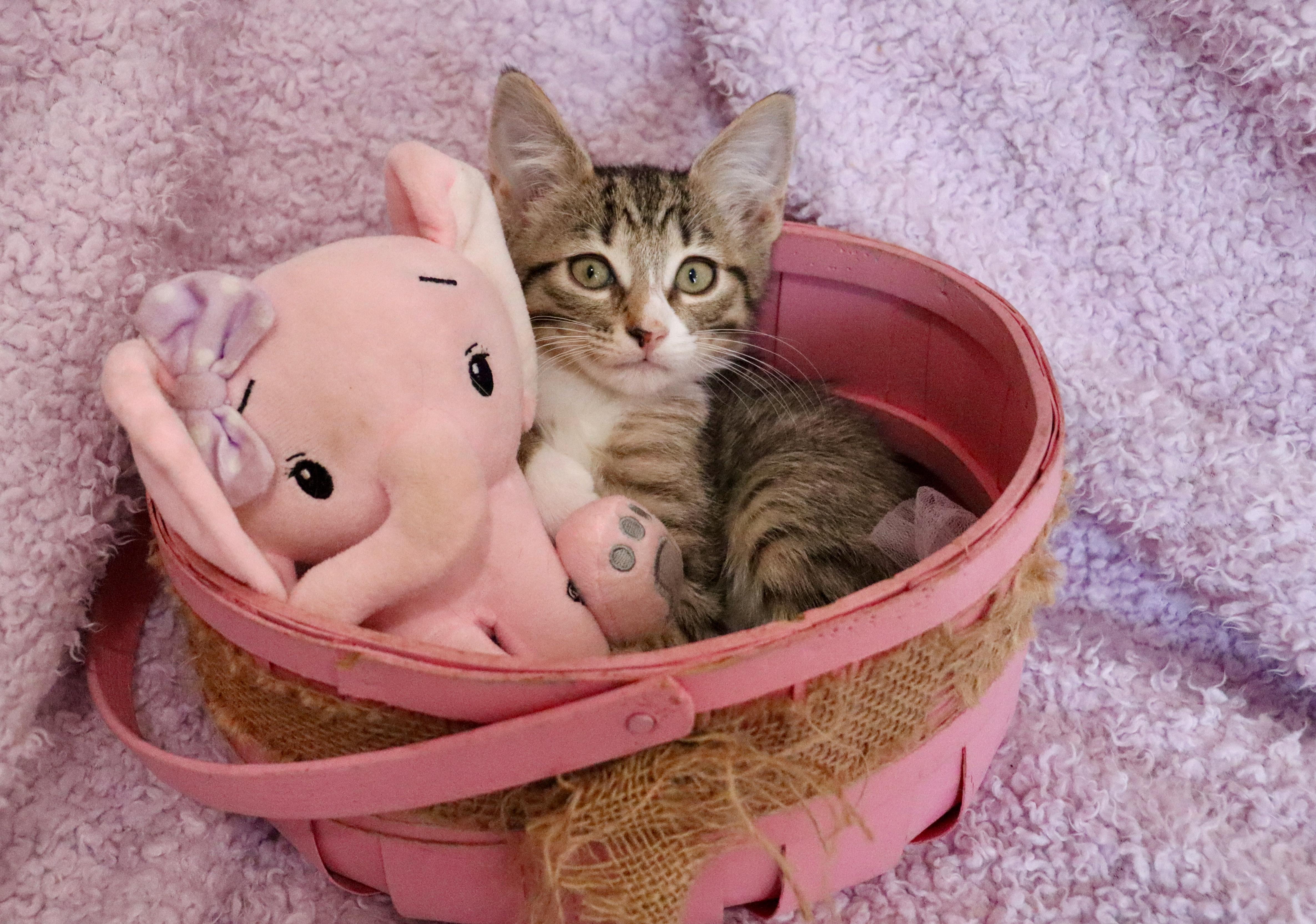 Wren, an adoptable mixed breed in Saint Augustine, FL image 2/6