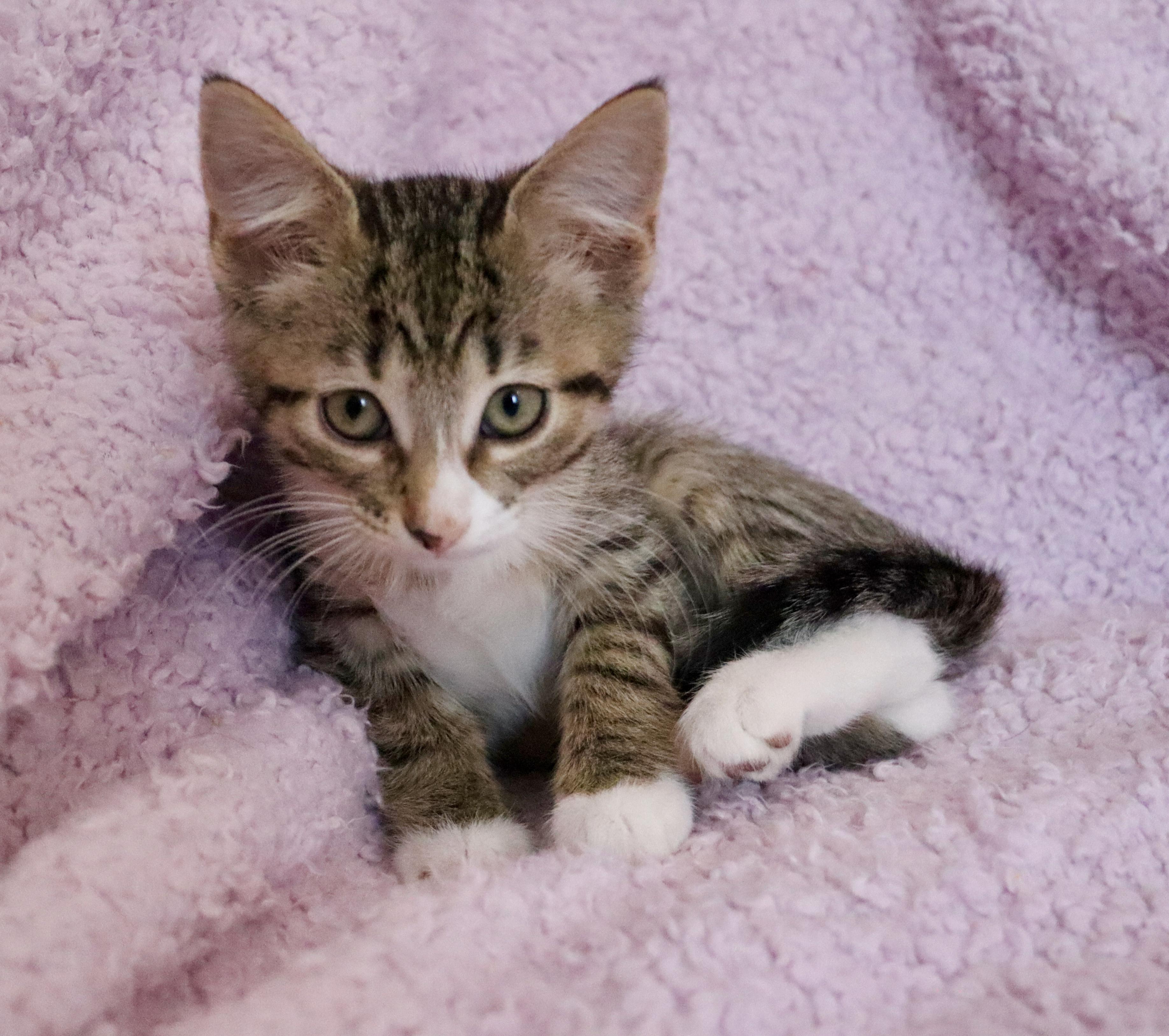 Wren, an adoptable mixed breed in Saint Augustine, FL image 3/6