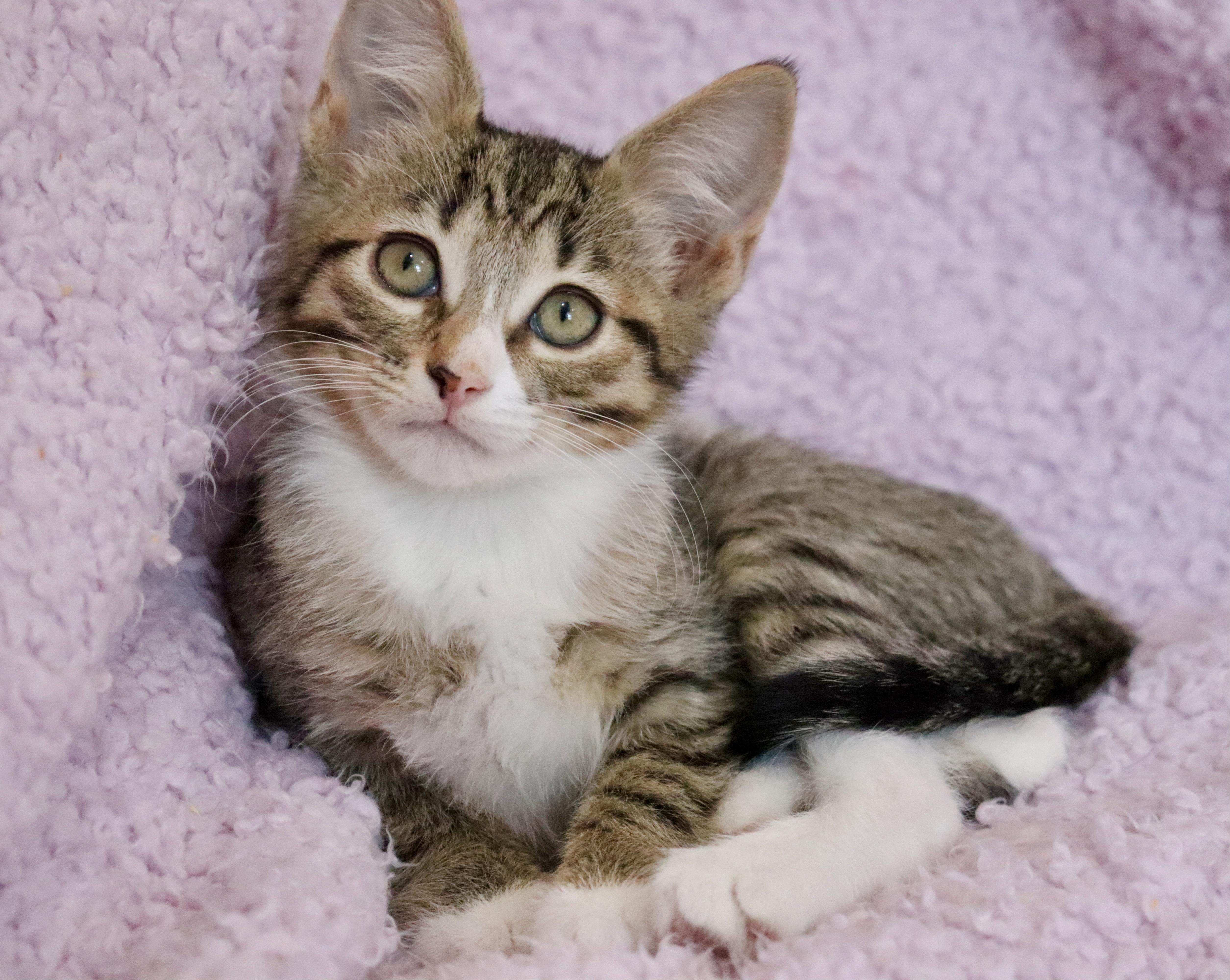 Wren, an adoptable mixed breed in Saint Augustine, FL image 6/6