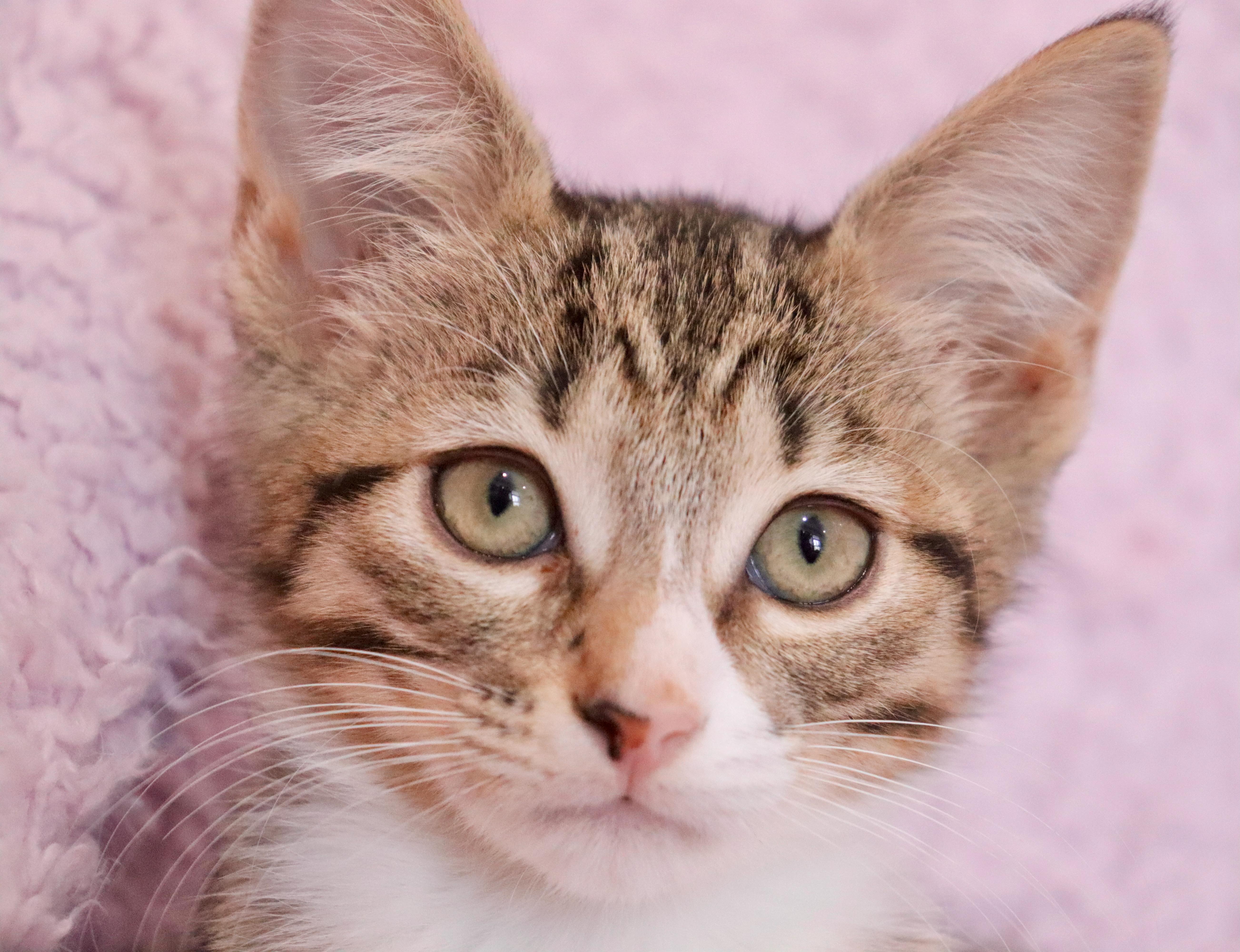 Wren, an adoptable mixed breed in Saint Augustine, FL image 5/6