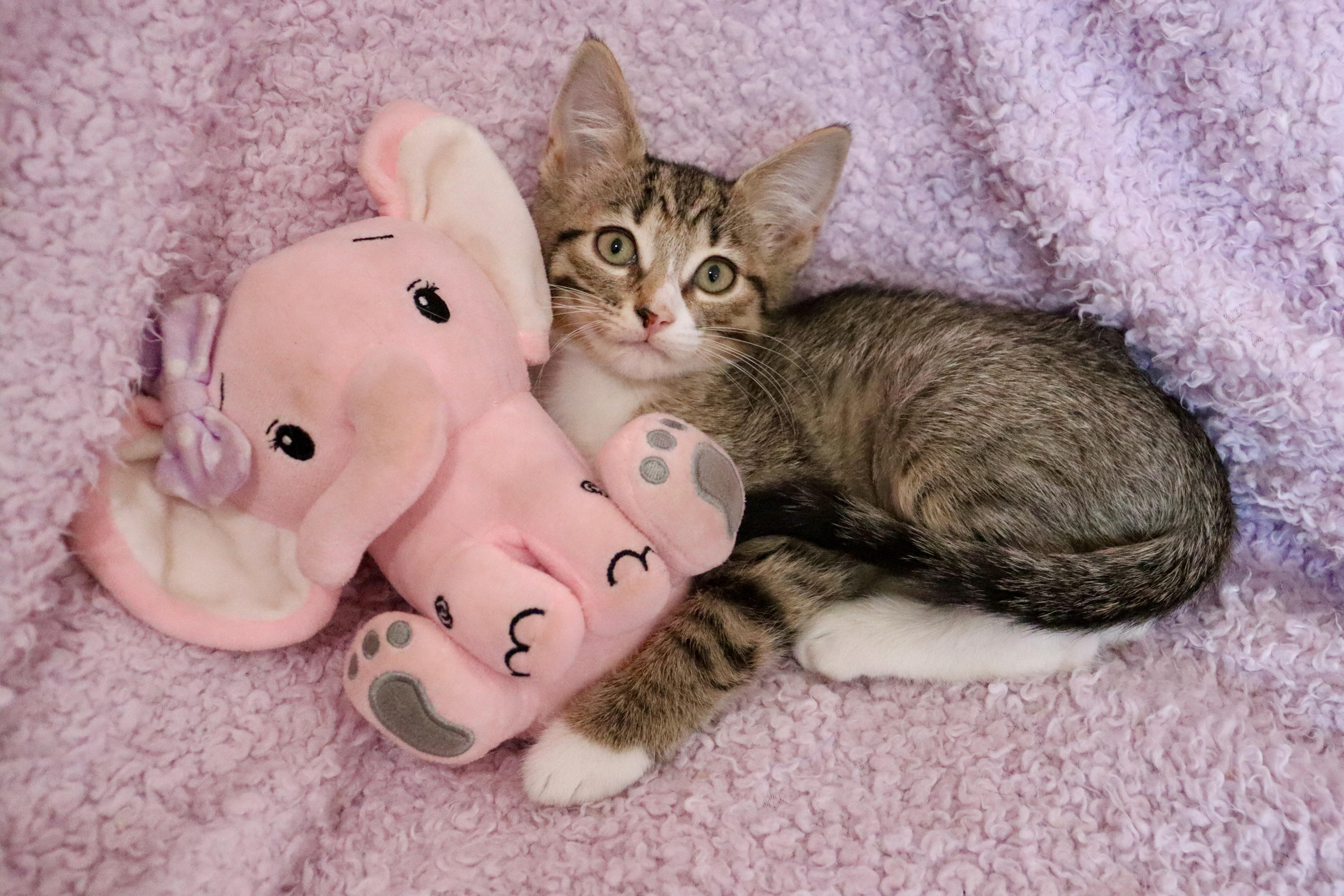 Wren, adoptable, Kitten Female Tabby.