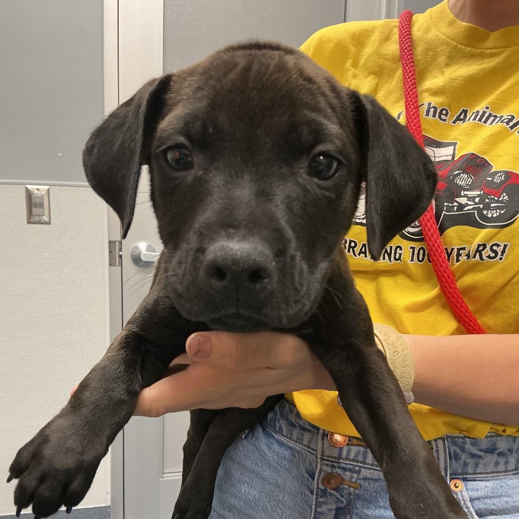 Poseidon, Adoptable, Puppy Male Labrador Retriever & Mixed Breed.