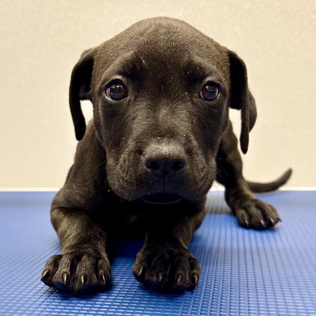 Enlarge Poseidon, a Adoptable mixed breed in St Joseph, MO image 2/2
