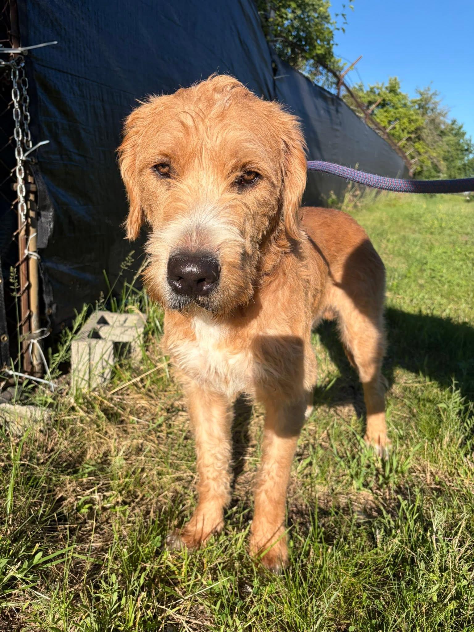 Henry, a ADOPTABLE mixed breed in Alma, MI image 2/2