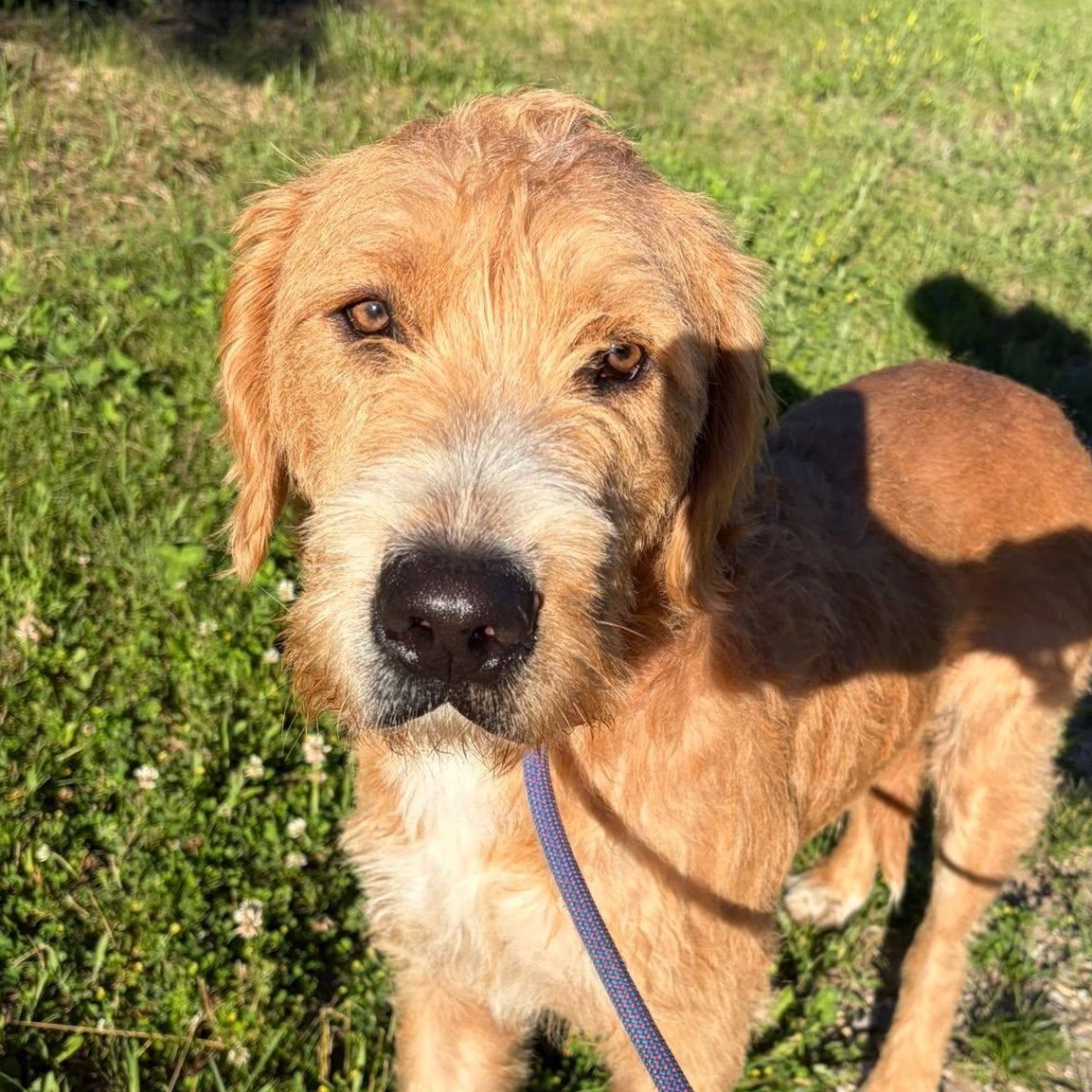 Henry, a ADOPTABLE mixed breed in Alma, MI image 1/2