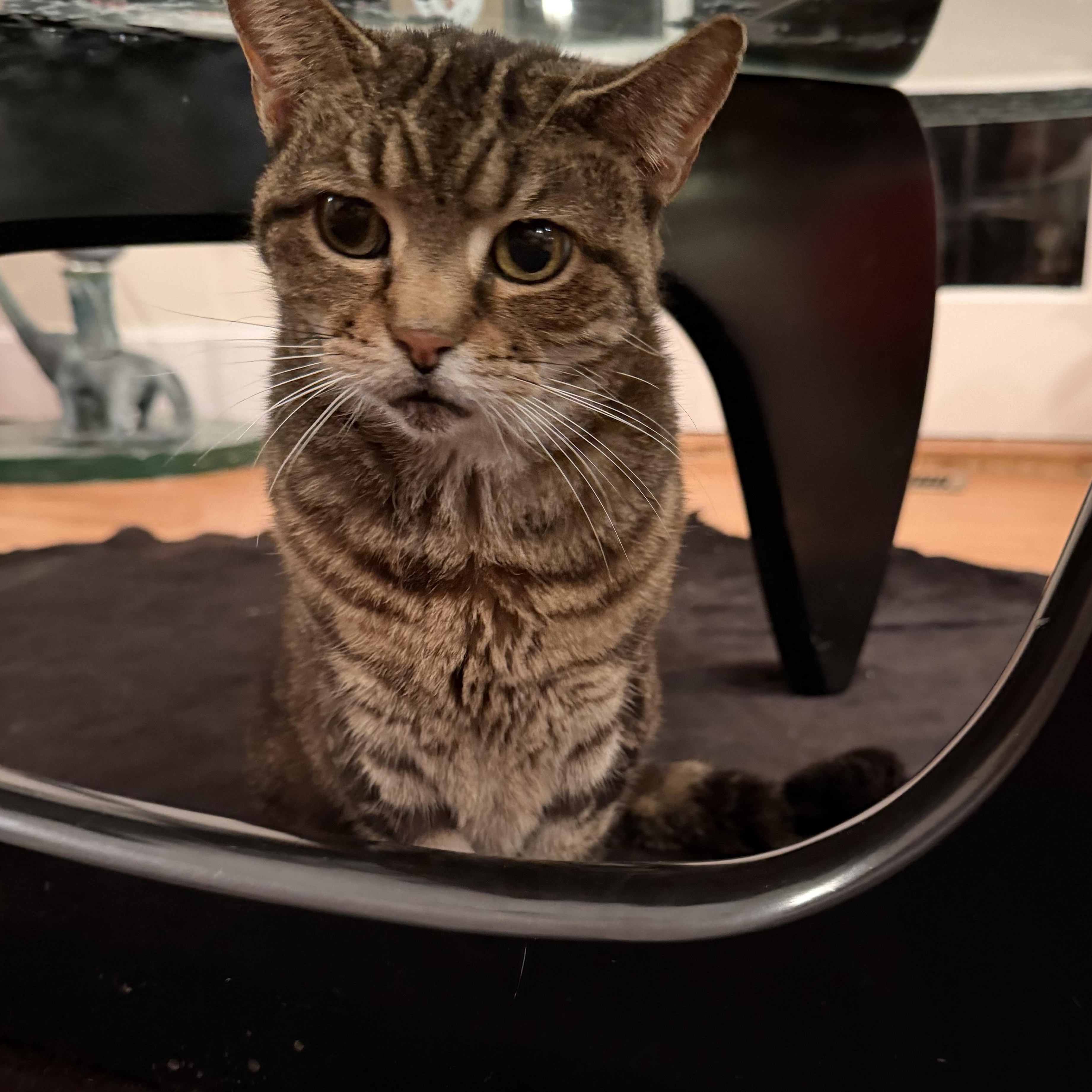 Enlarge Bubbles, an adopted mixed breed in Chicago, IL image 3/5