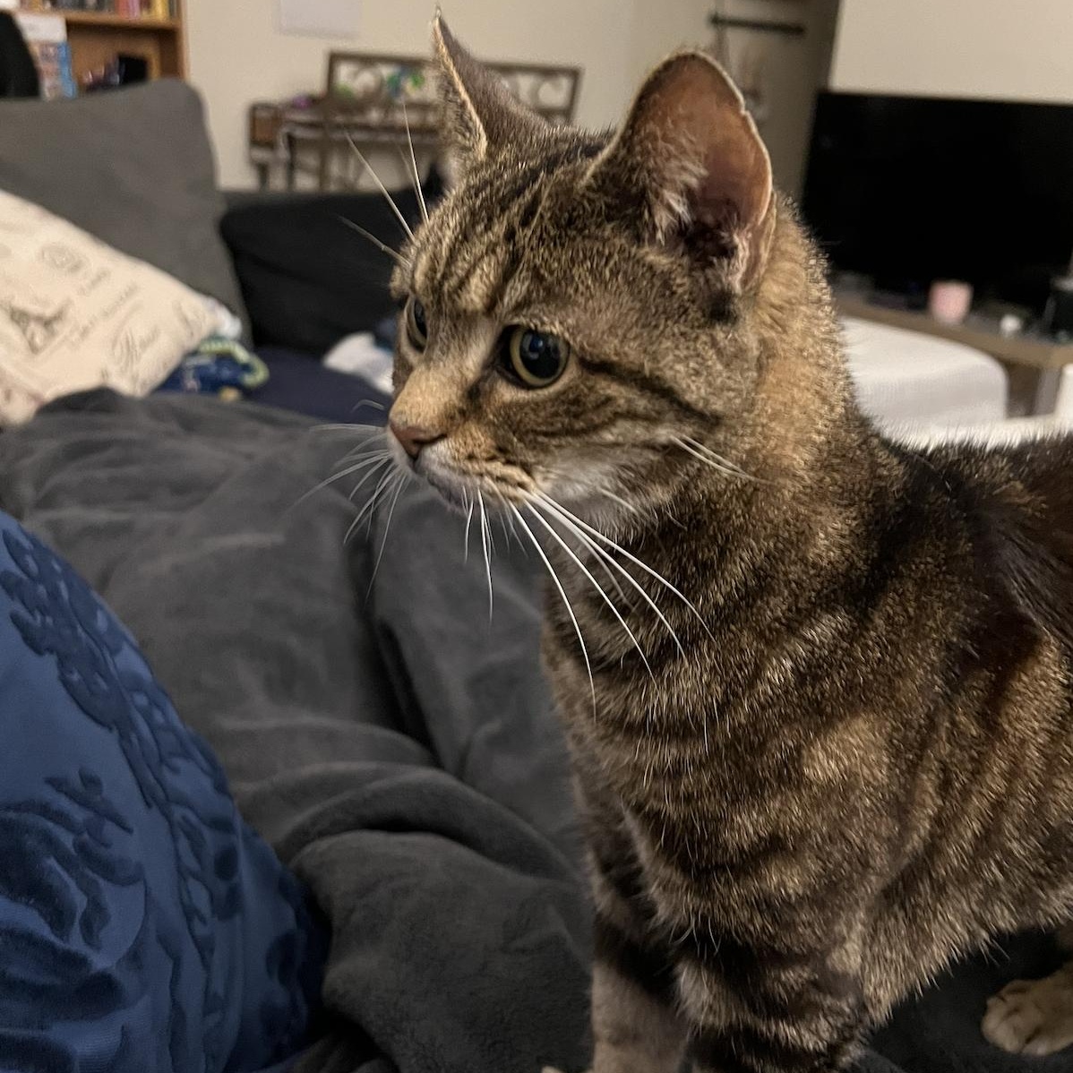 Enlarge Bubbles, an adopted mixed breed in Chicago, IL image 1/5