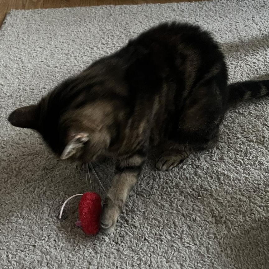 Enlarge Bubbles, an adopted mixed breed in Chicago, IL image 5/5