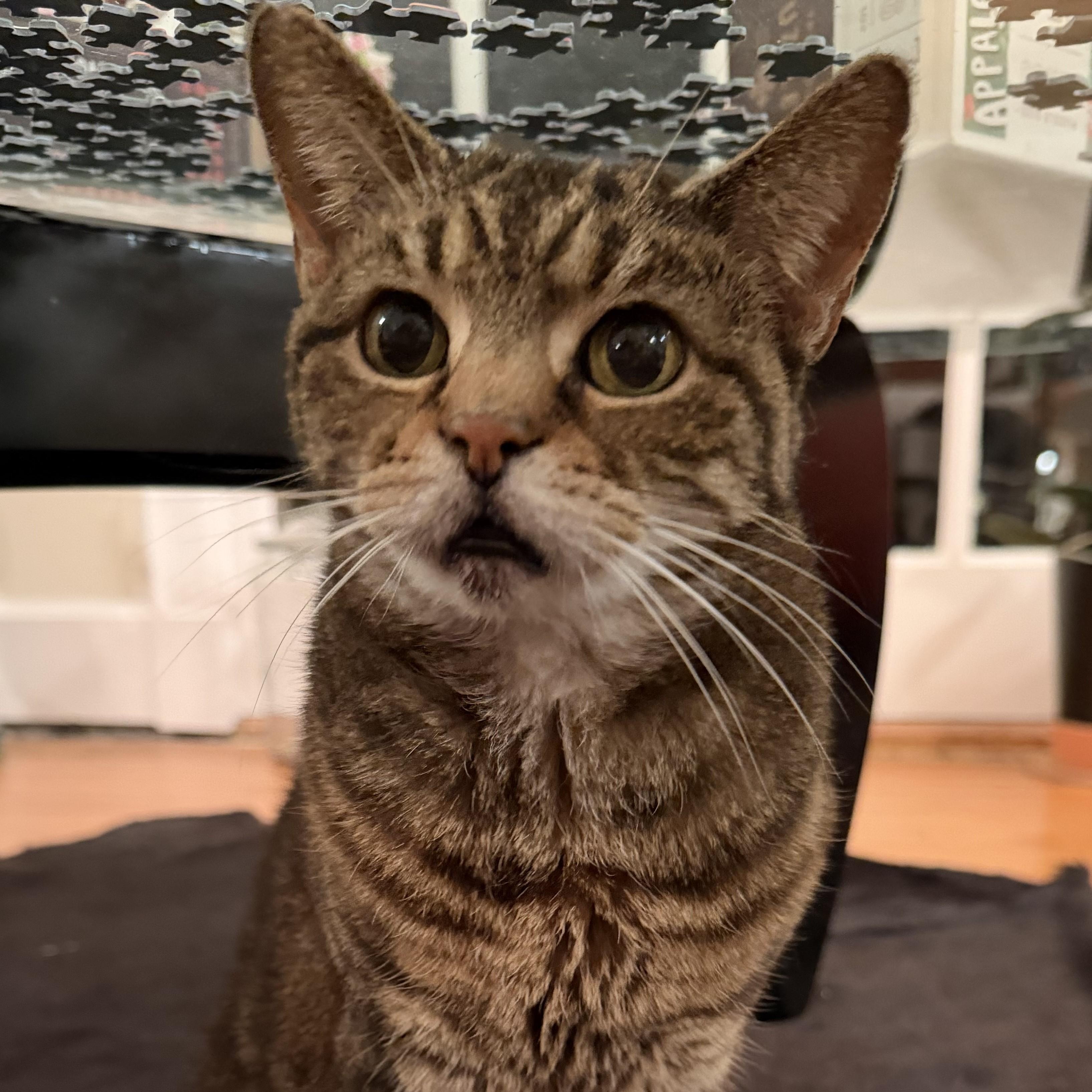 Enlarge Bubbles, an adopted mixed breed in Chicago, IL image 2/5