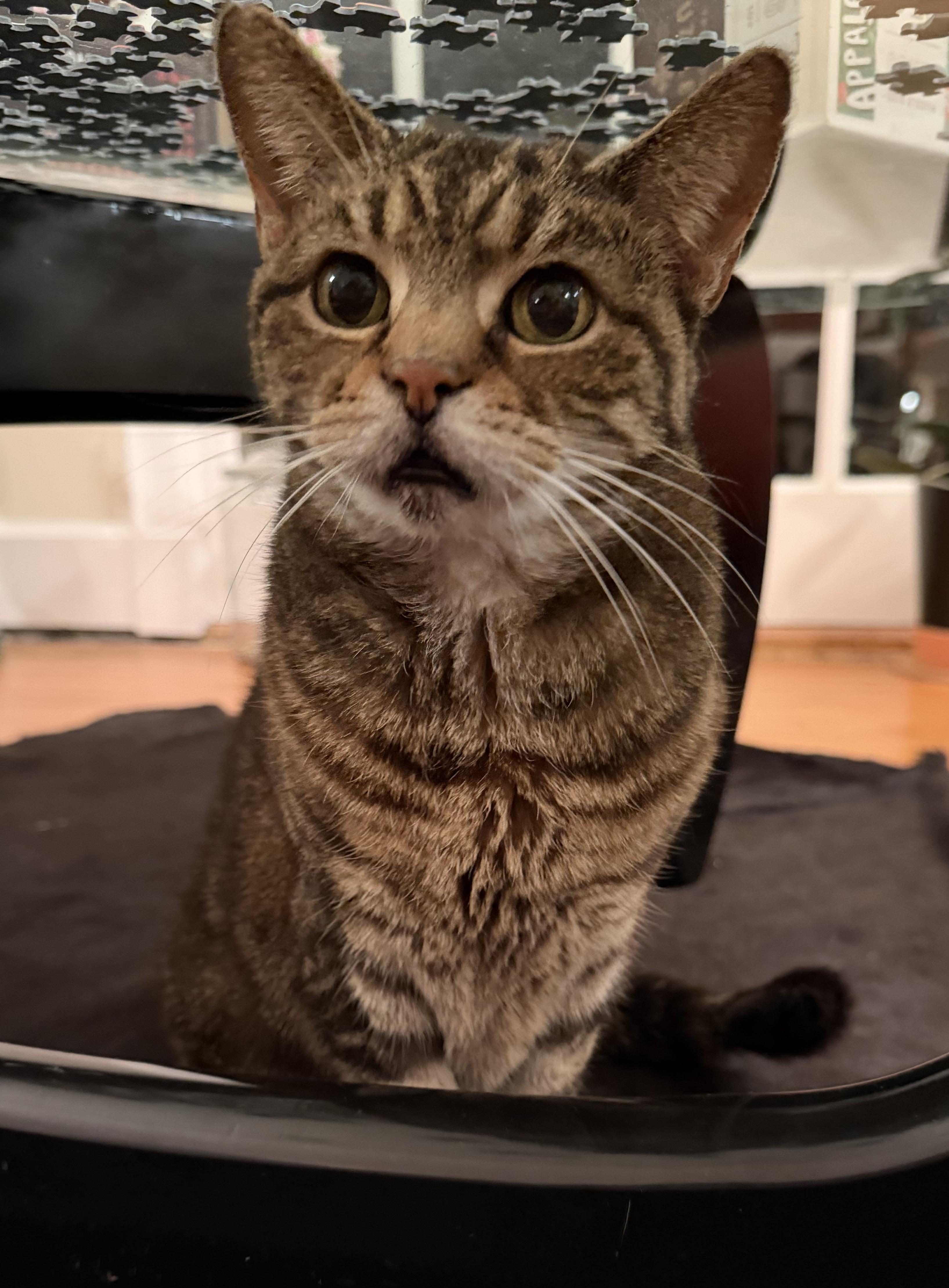 Enlarge Bubbles, an adopted mixed breed in Chicago, IL image 4/5