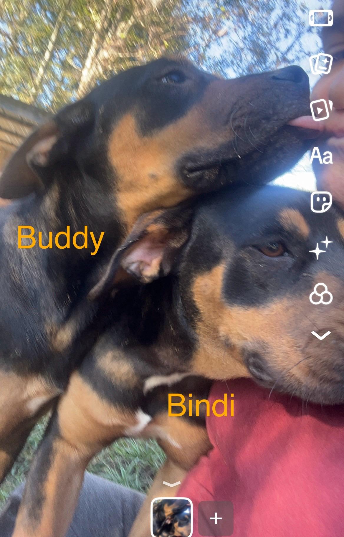 Buddy 4