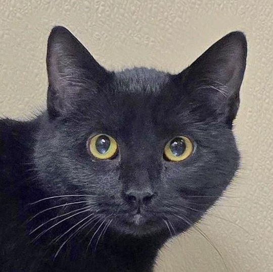 Dahlila, ADOPTABLE, Adult Female Domestic Short Hair.