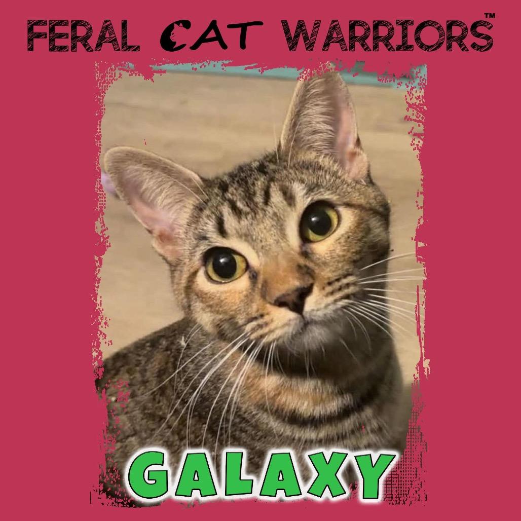 Galaxy, Adoptable, Young Female Domestic Short Hair.
