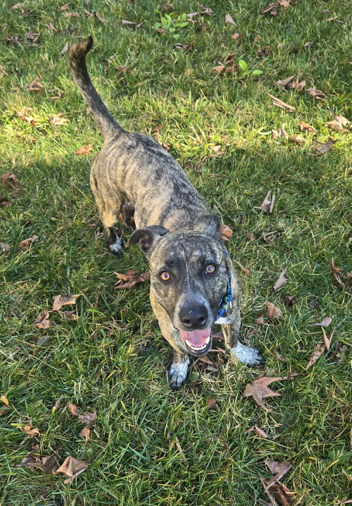 Enlarge Sierra, a ADOPTABLE mixed breed in Roseville, CA image 3/6