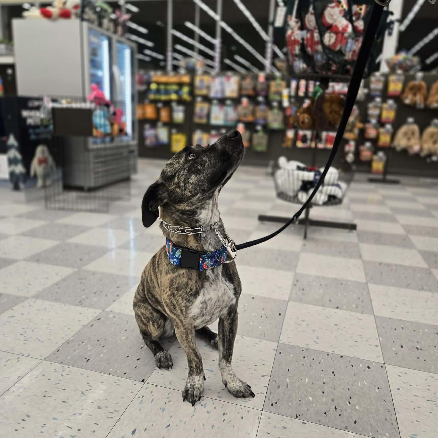 Enlarge Sierra, a ADOPTABLE mixed breed in Roseville, CA image 5/6
