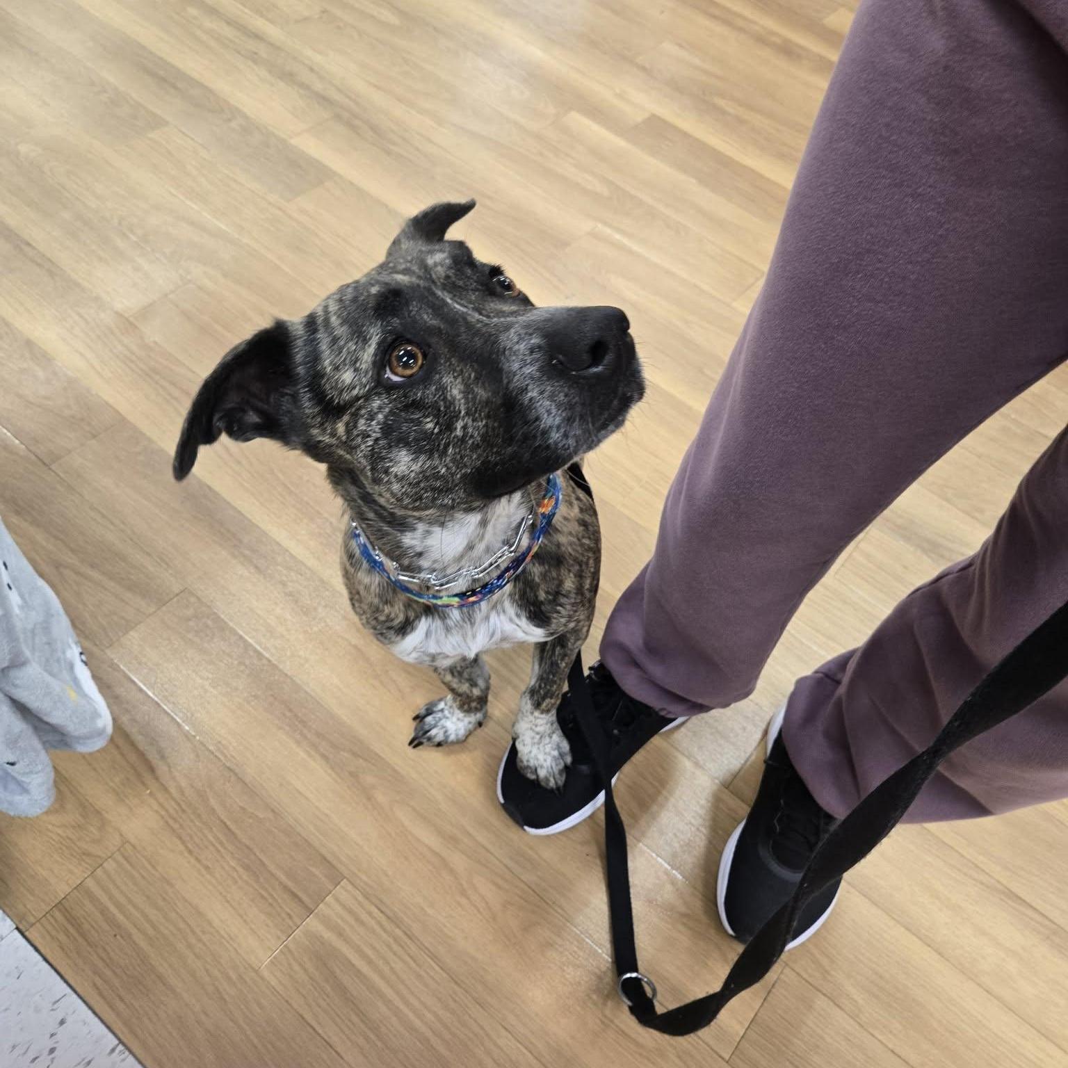 Enlarge Sierra, a ADOPTABLE mixed breed in Roseville, CA image 2/6