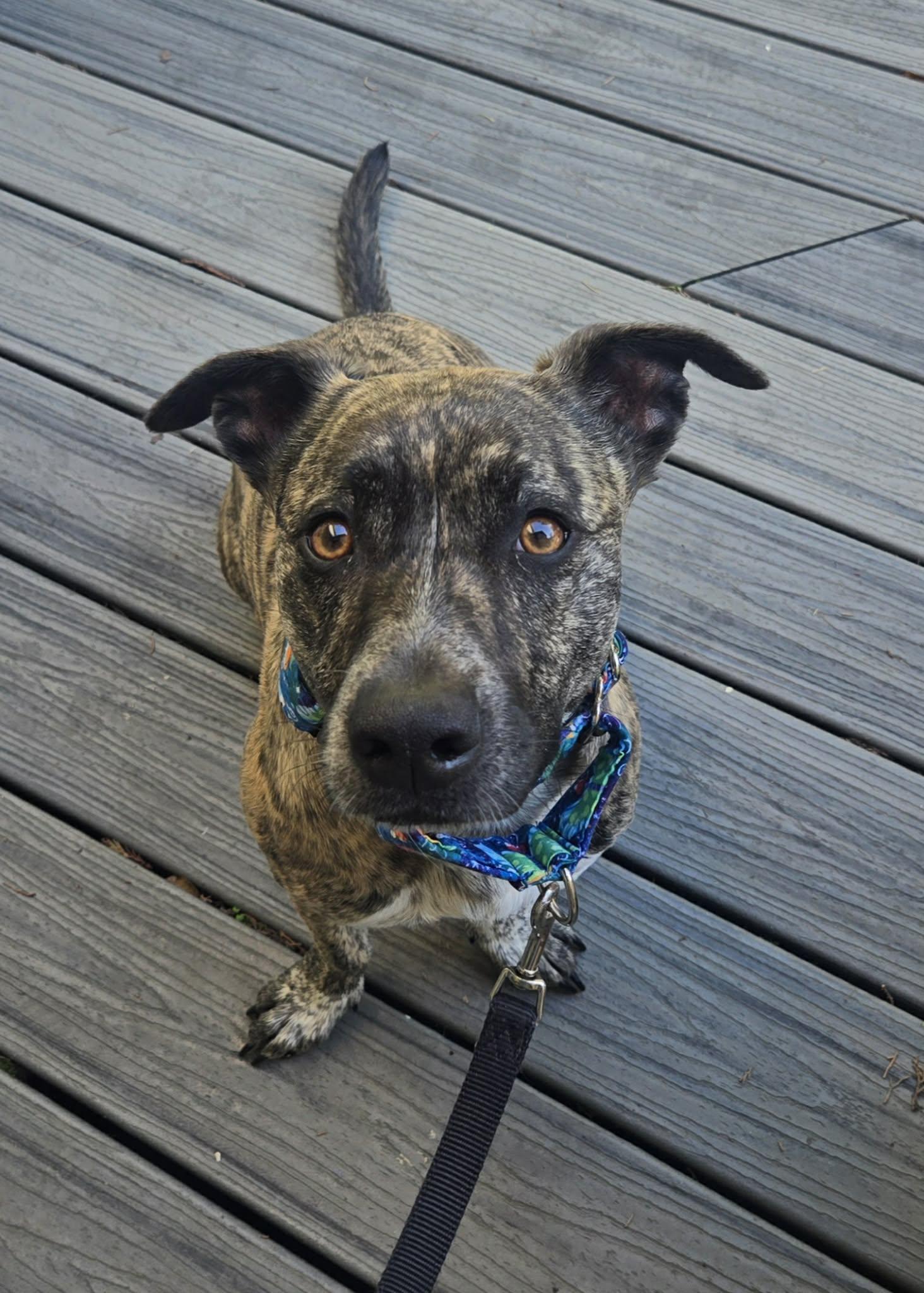 Sierra, ADOPTABLE, Adult Female Pit Bull Terrier & Australian Cattle Dog / Blue Heeler.