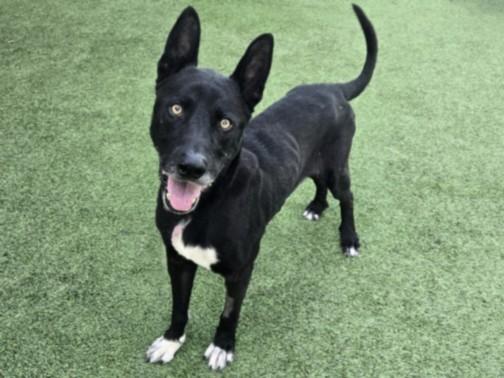 NELSON, Adoptable, Adult Male Labrador Retriever.