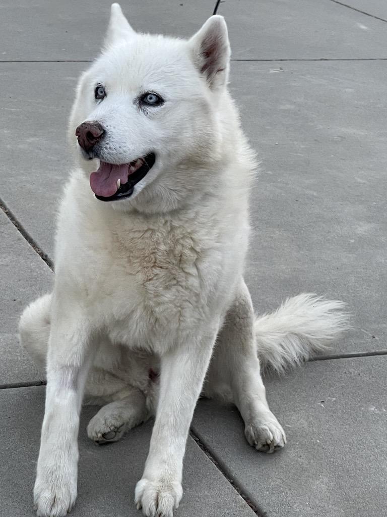 Cedric, ADOPTABLE, Adult Male Siberian Husky.