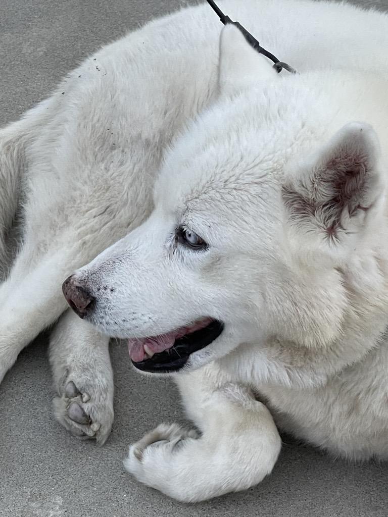Enlarge Cedric, a ADOPTABLE mixed breed in Gilroy, CA image 5/5