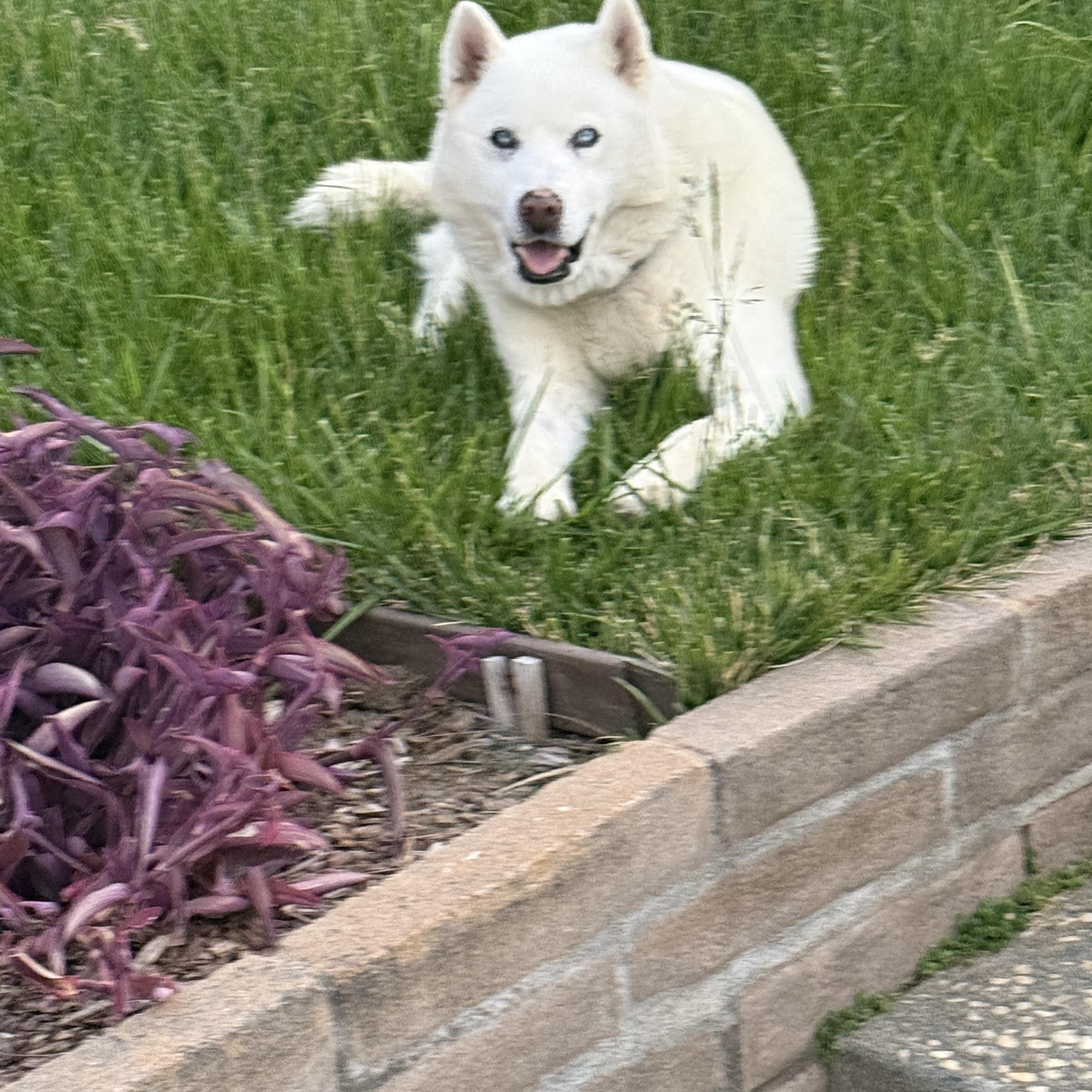 Cedric, adopted, Adult Male Siberian Husky.