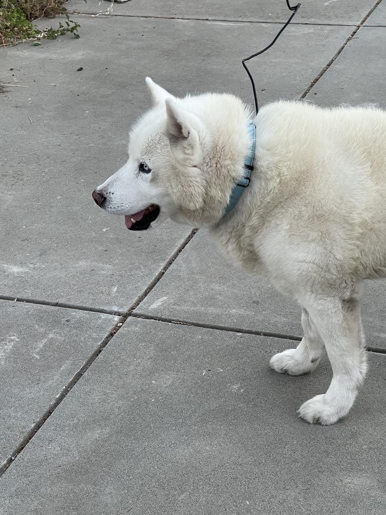Enlarge Cedric, a ADOPTABLE mixed breed in Gilroy, CA image 4/5