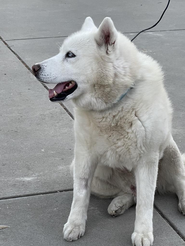Enlarge Cedric, a ADOPTABLE mixed breed in Gilroy, CA image 2/5