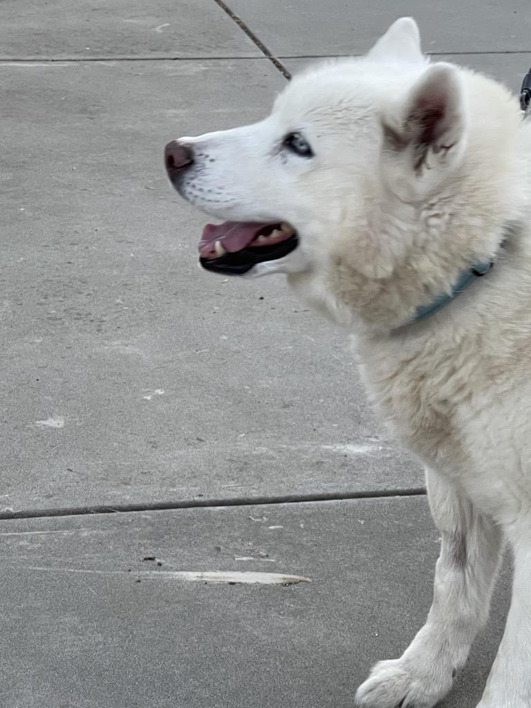 Enlarge Cedric, a ADOPTABLE mixed breed in Gilroy, CA image 3/5