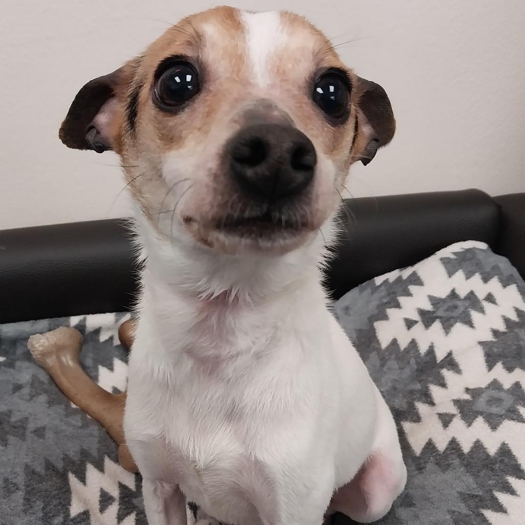 Chester 25-72, Adoptable, Adult Male Rat Terrier.