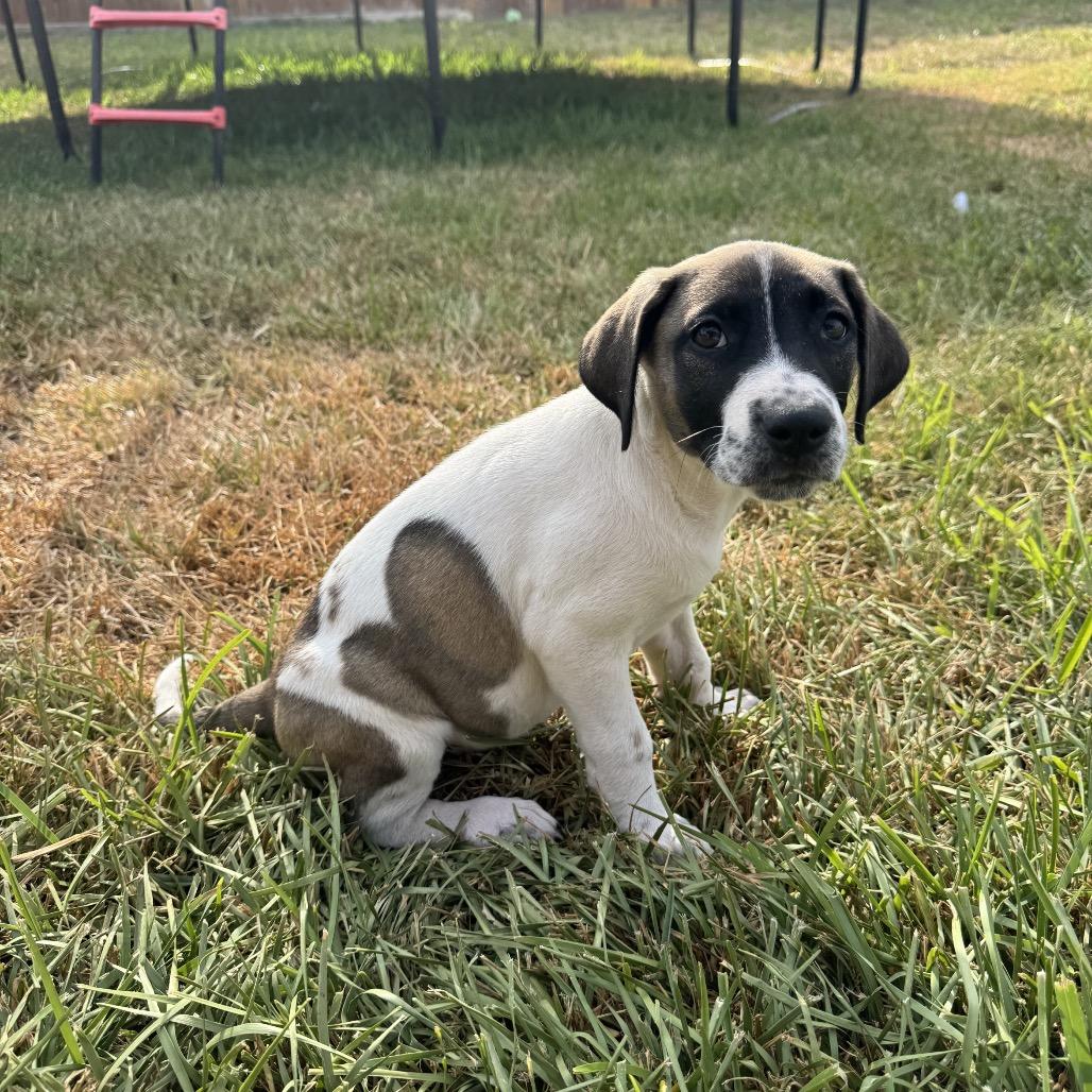 Enlarge Kali, a Adoptable mixed breed in San Antonio, TX image 1/3