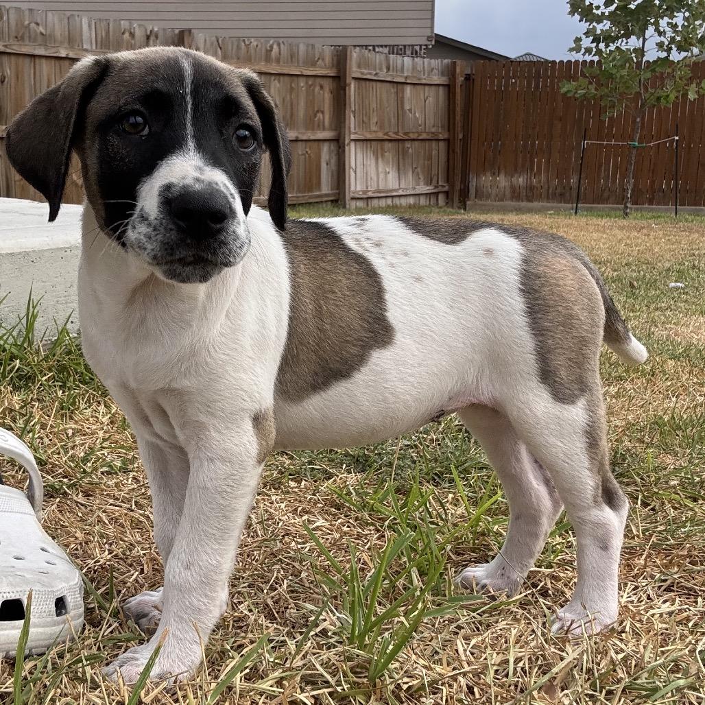 Enlarge Kali, a Adoptable mixed breed in San Antonio, TX image 2/3
