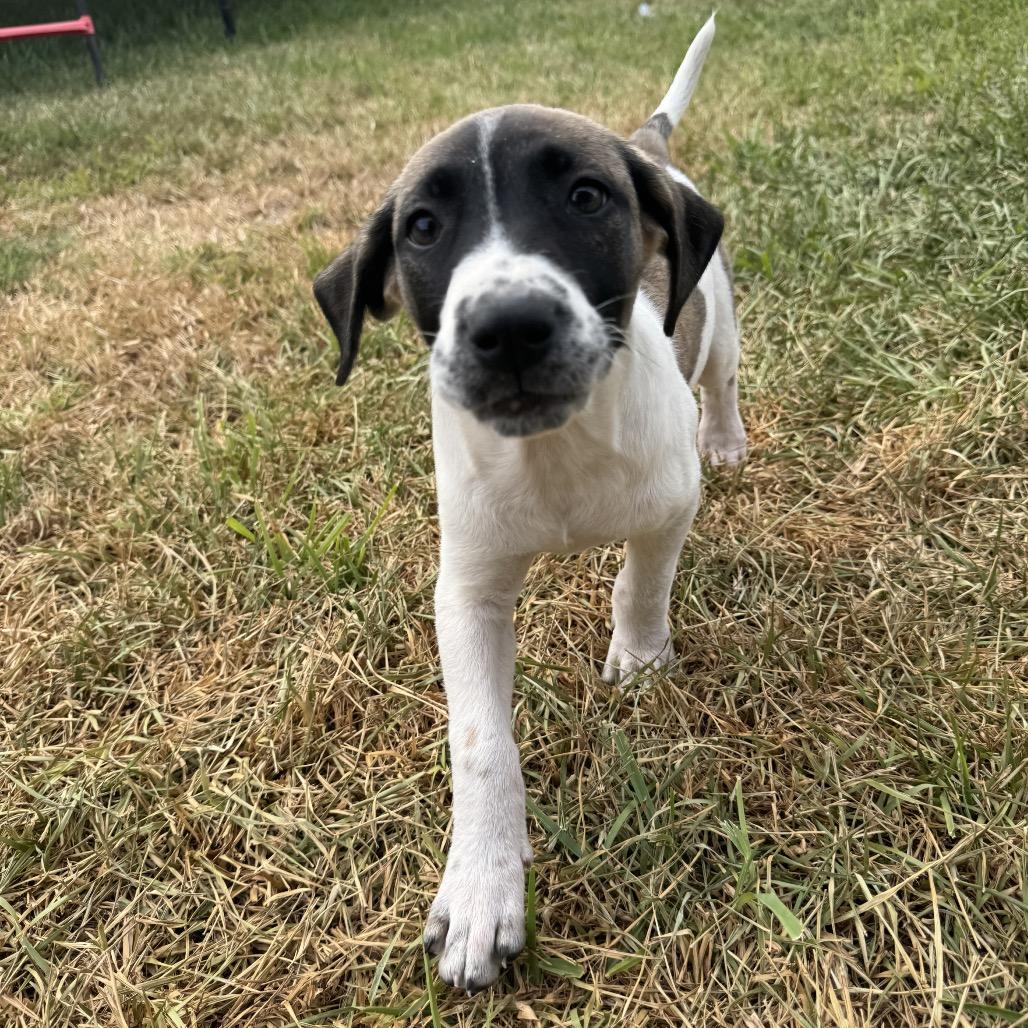 Enlarge Kali, a Adoptable mixed breed in San Antonio, TX image 3/3