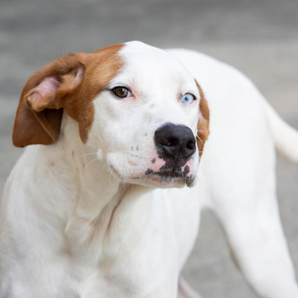 Enlarge Reinhardt, a Adoptable Mixed Breed in Cartersville, GA image 2/5