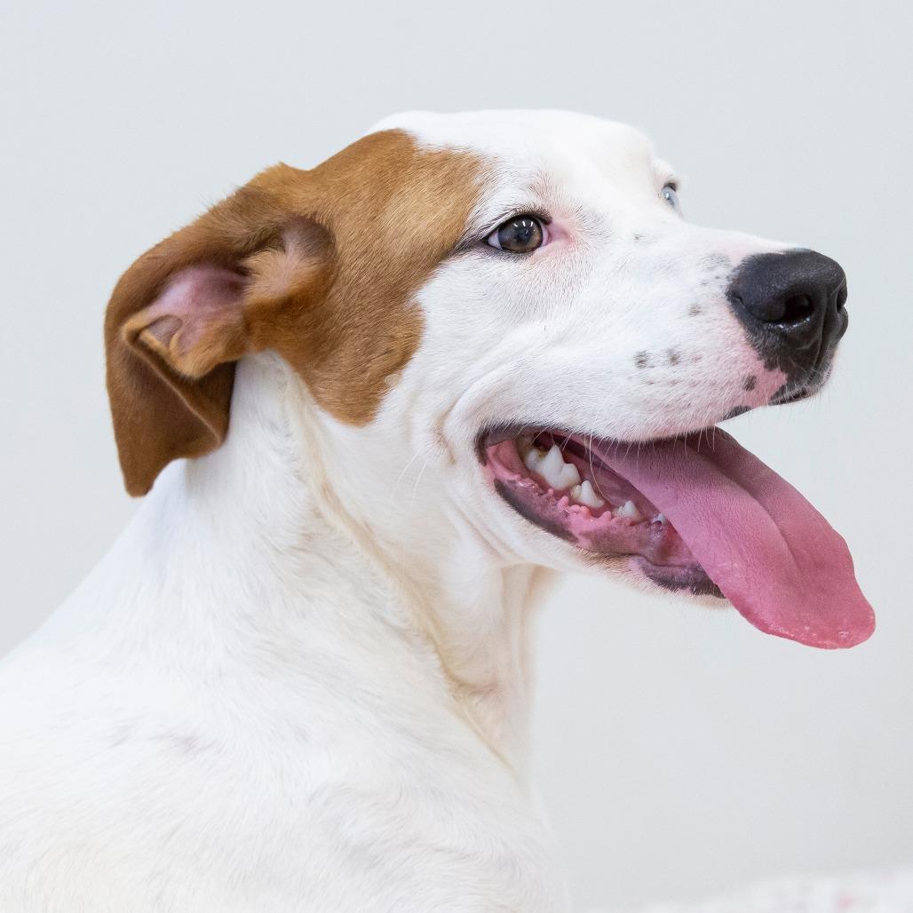 Enlarge Reinhardt, a Adoptable Mixed Breed in Cartersville, GA image 3/5